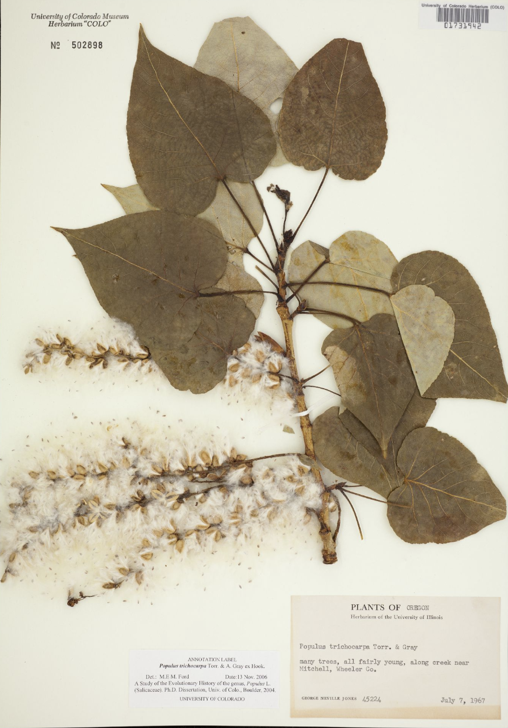 Sponsor a Cottonwood tree