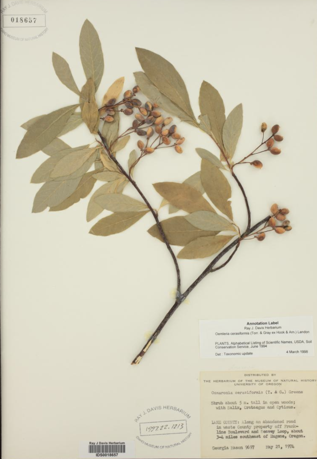 Sponsor a Osoberry tree