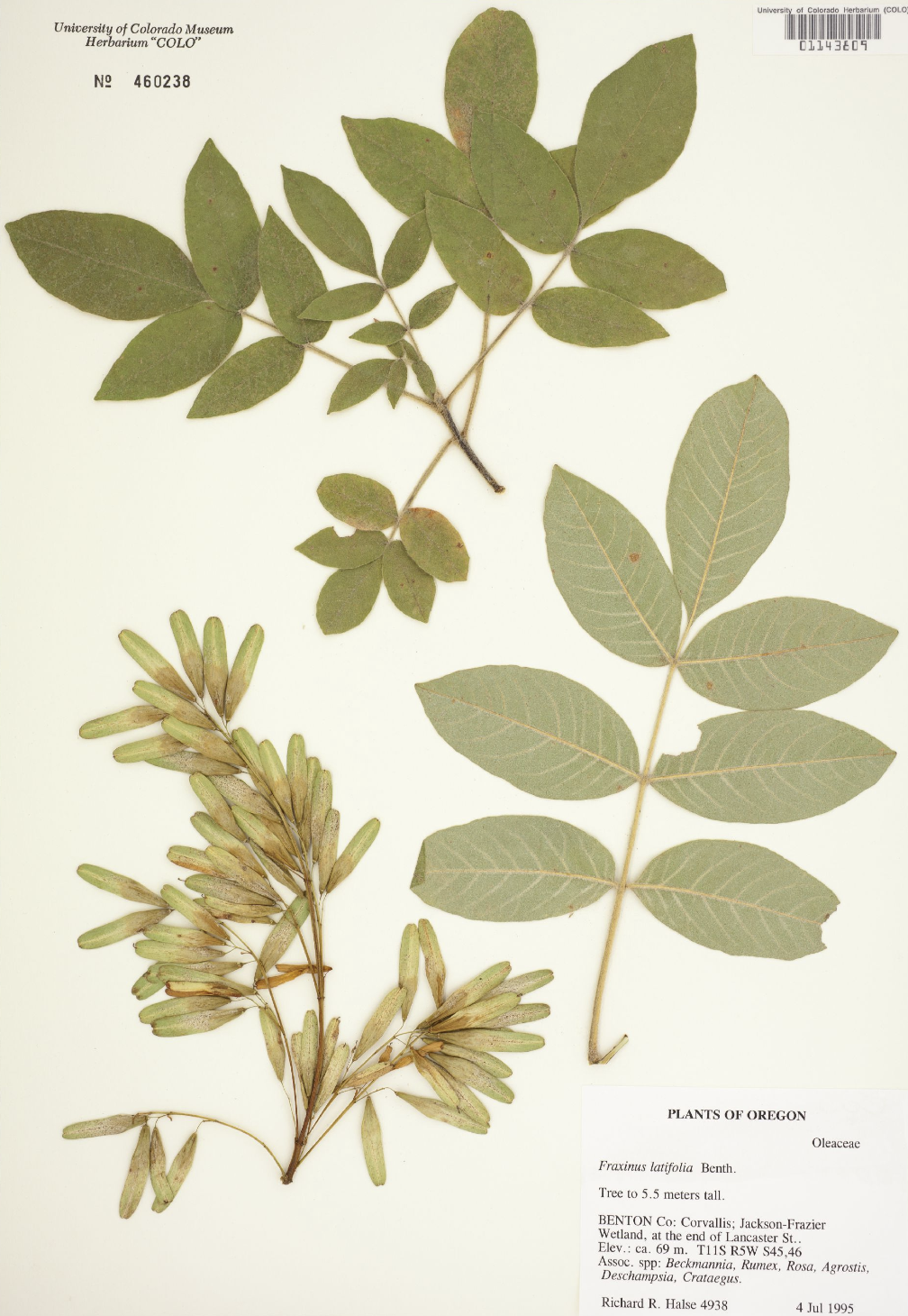 Sponsor a Oregon Ash tree