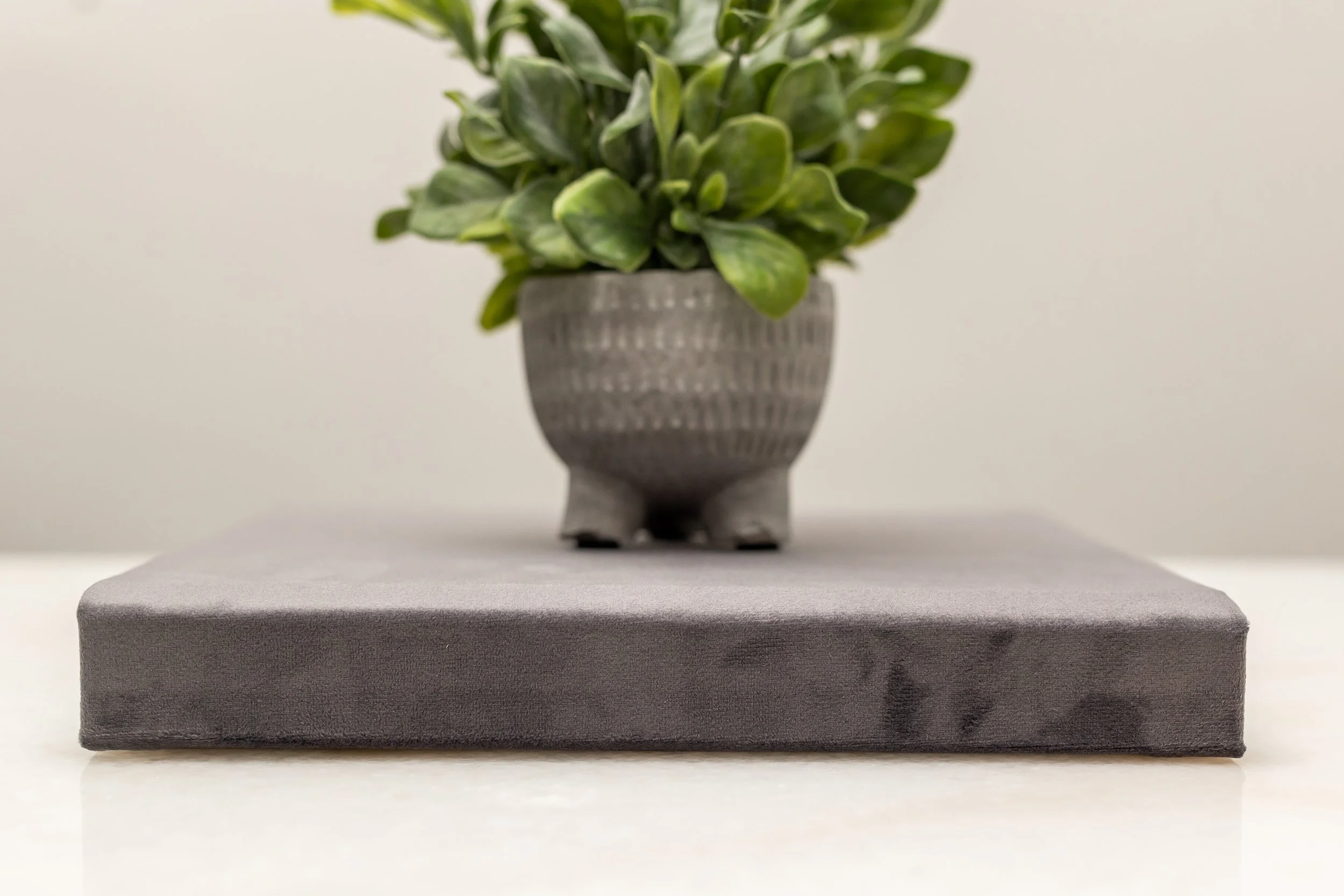 A small potted green plant with rounded leaves on a ledge, with a plain wall in the background.