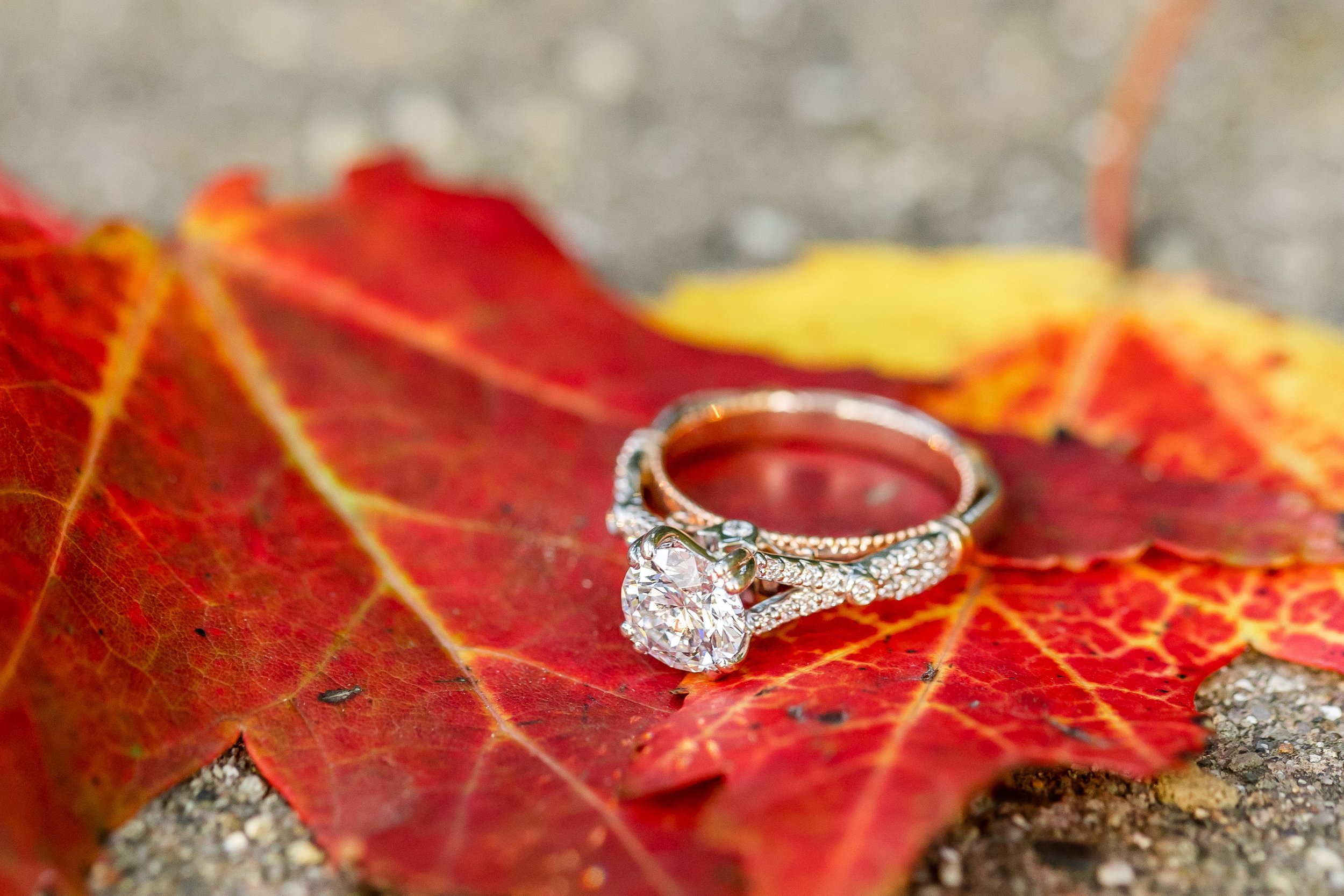 stony-creek-metropark-engagement-2022-cc-25.jpeg