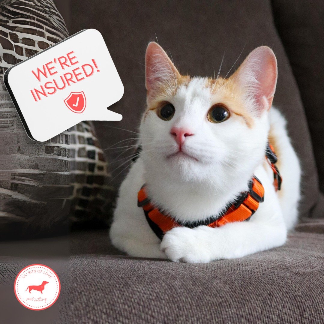 WE'RE INSURED! 🐾✅

At Lil' Bits of Love Pet Sitting, your peace of mind is our top priority. We&rsquo;re excited to share that our services are fully insured, providing an extra layer of security and trust for you and your pets.

Our insurance cover