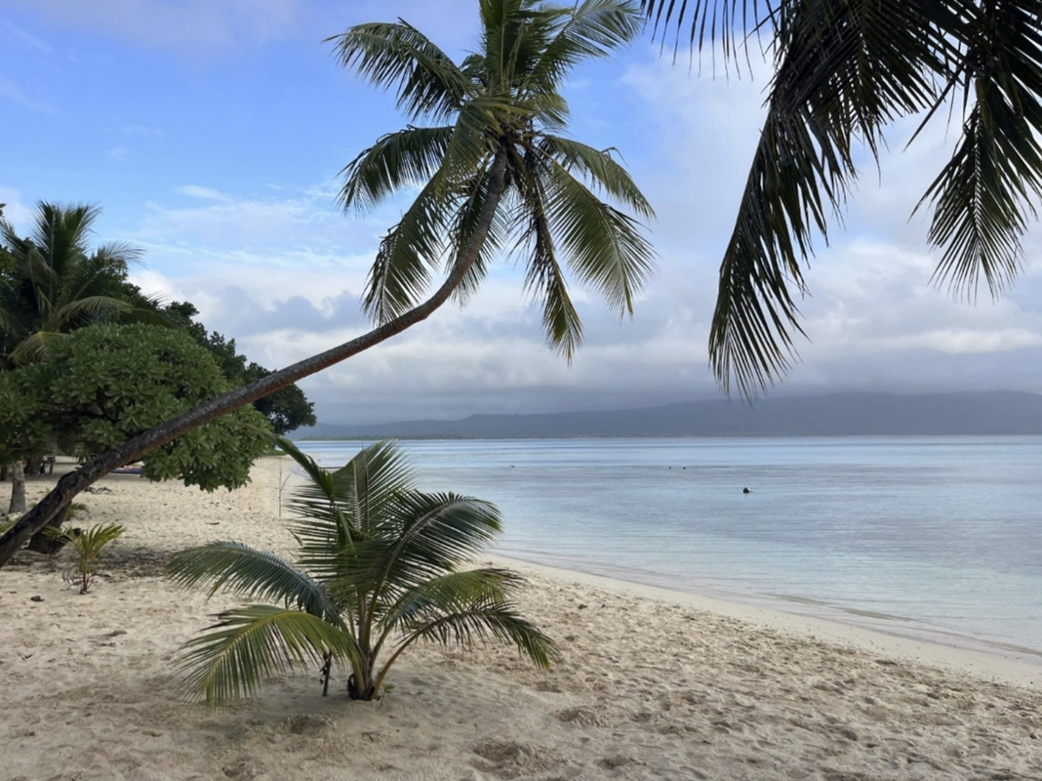 Palm trees on a beach on the western side of Pele Island. Taken during the August 2025 field data collection trip. Photo: Reilly Williamson.