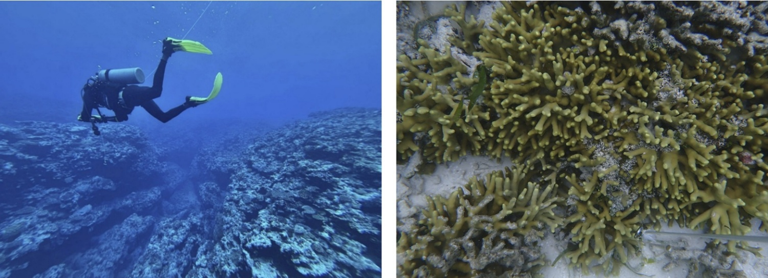 Acting Chairperson of PIELSN, Mr. Willie Kenneth, undertaking the UQ method of photo-transect surveys. Photo: Gillian Rowan. Right image: Coral reef benthic photo-transect image.