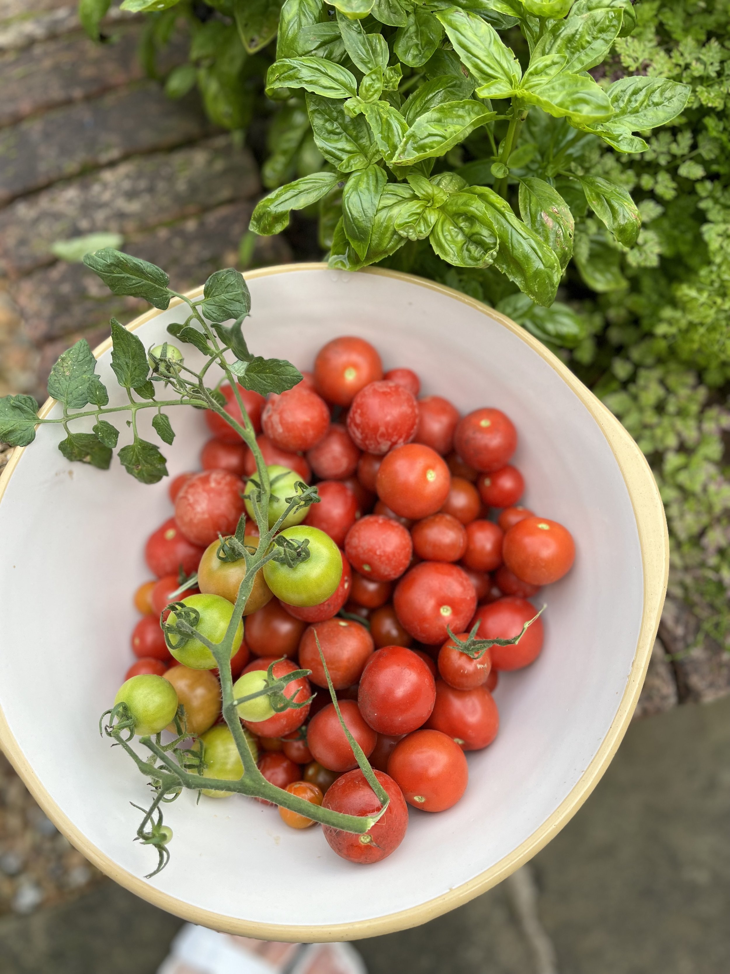tomato and basil.jpeg