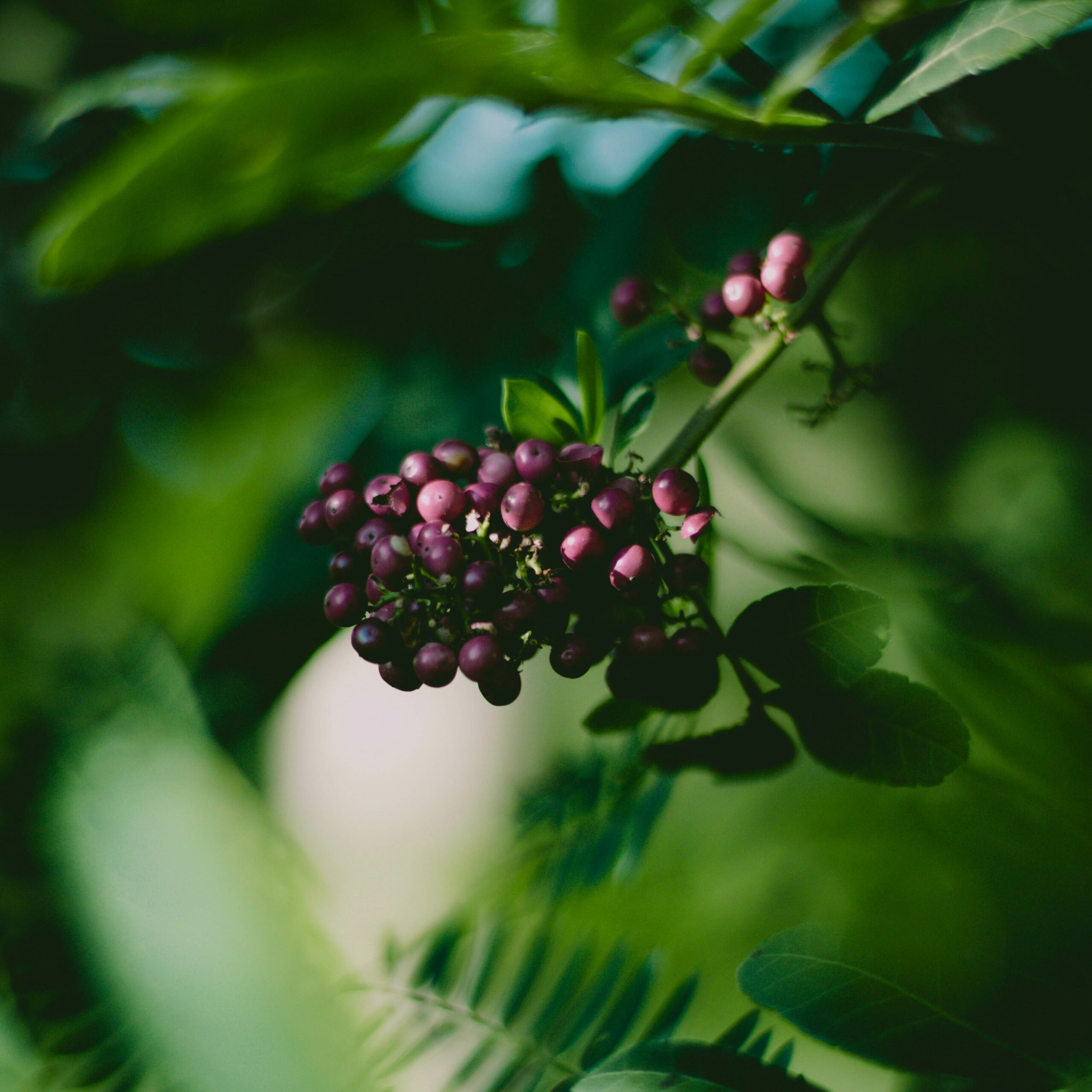 Health Benefits of Elderberry