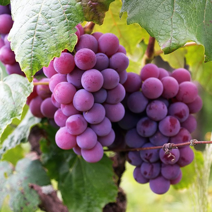 Resveratrol & Breast Cancer
