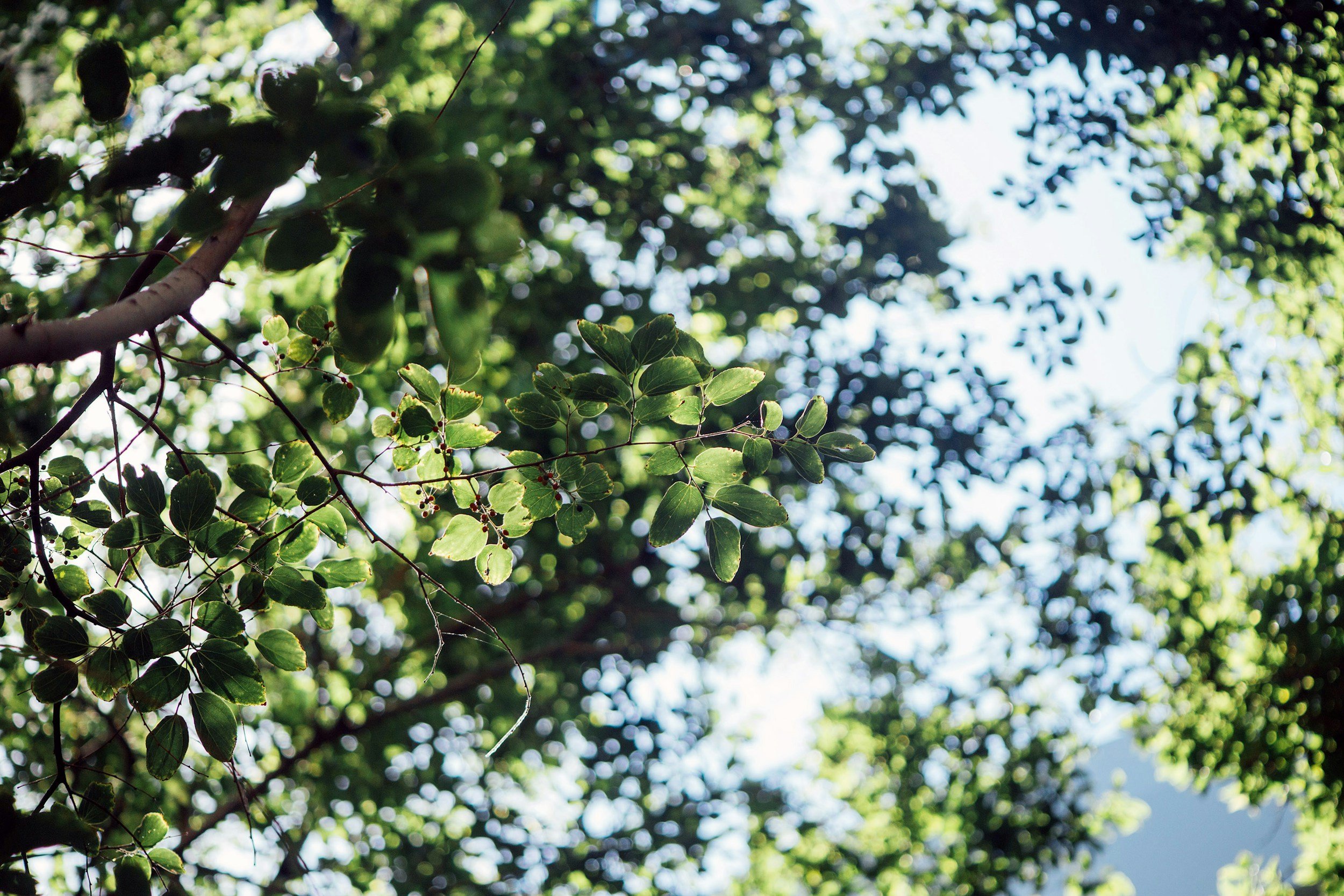 Tree branches with green leaves and sunlight shining through the foliage against a bright sky.