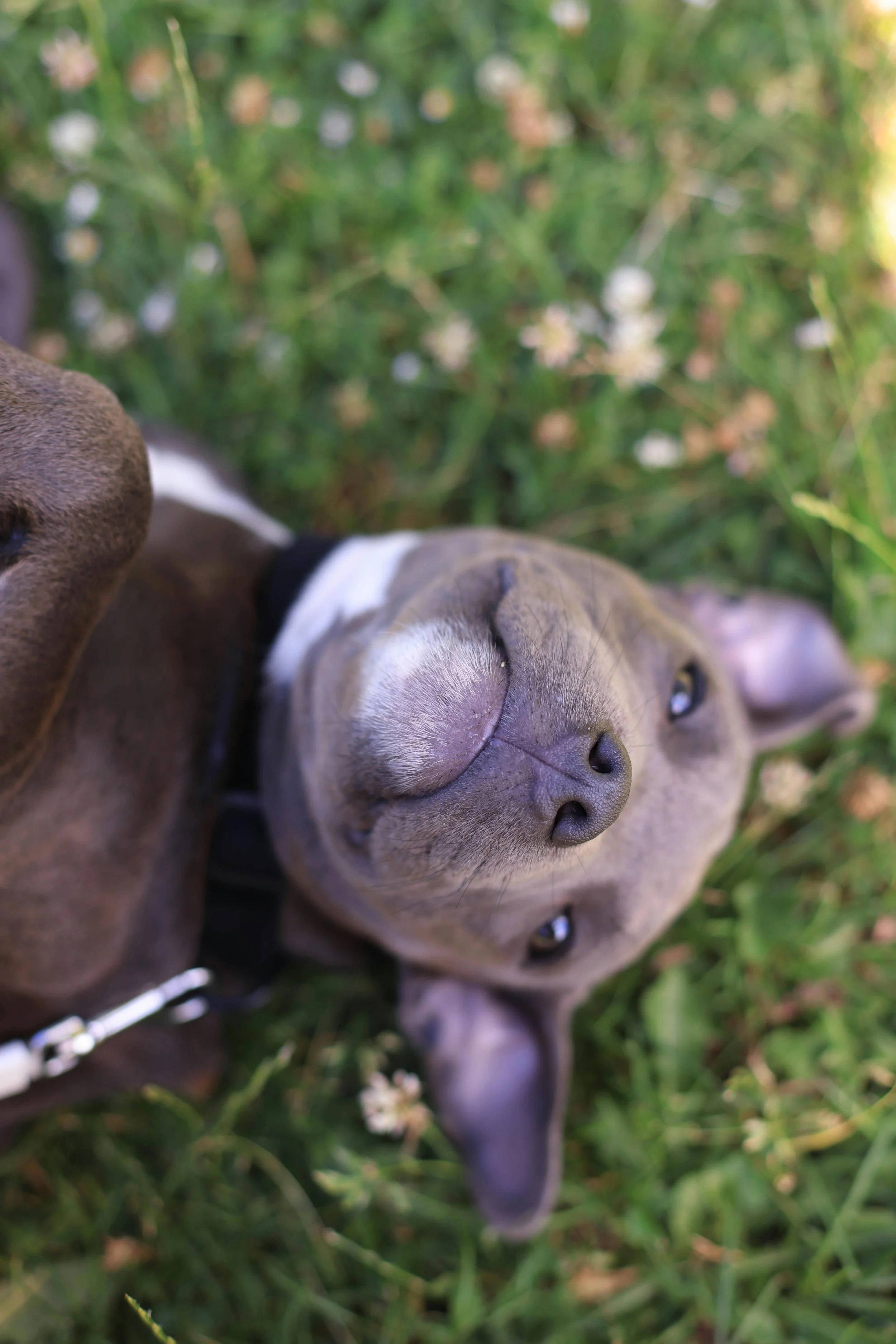 Relaxed gray and white puppy lying in grass, demonstrating calm and comfort in a natural environment.