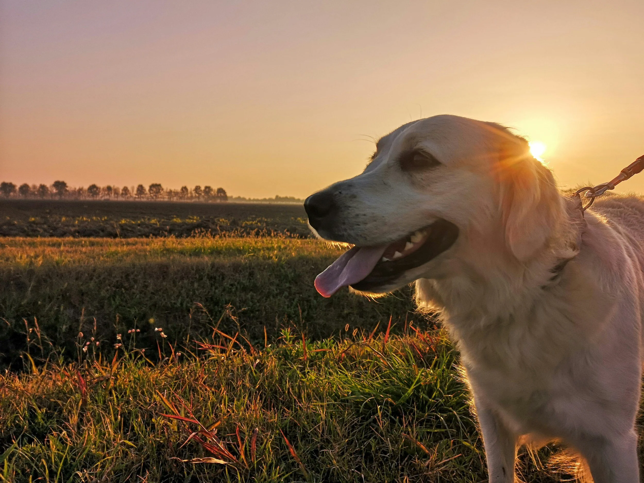 Cream dog walking through a meadow on leash, with the sun peeking out behind his head, panting happily