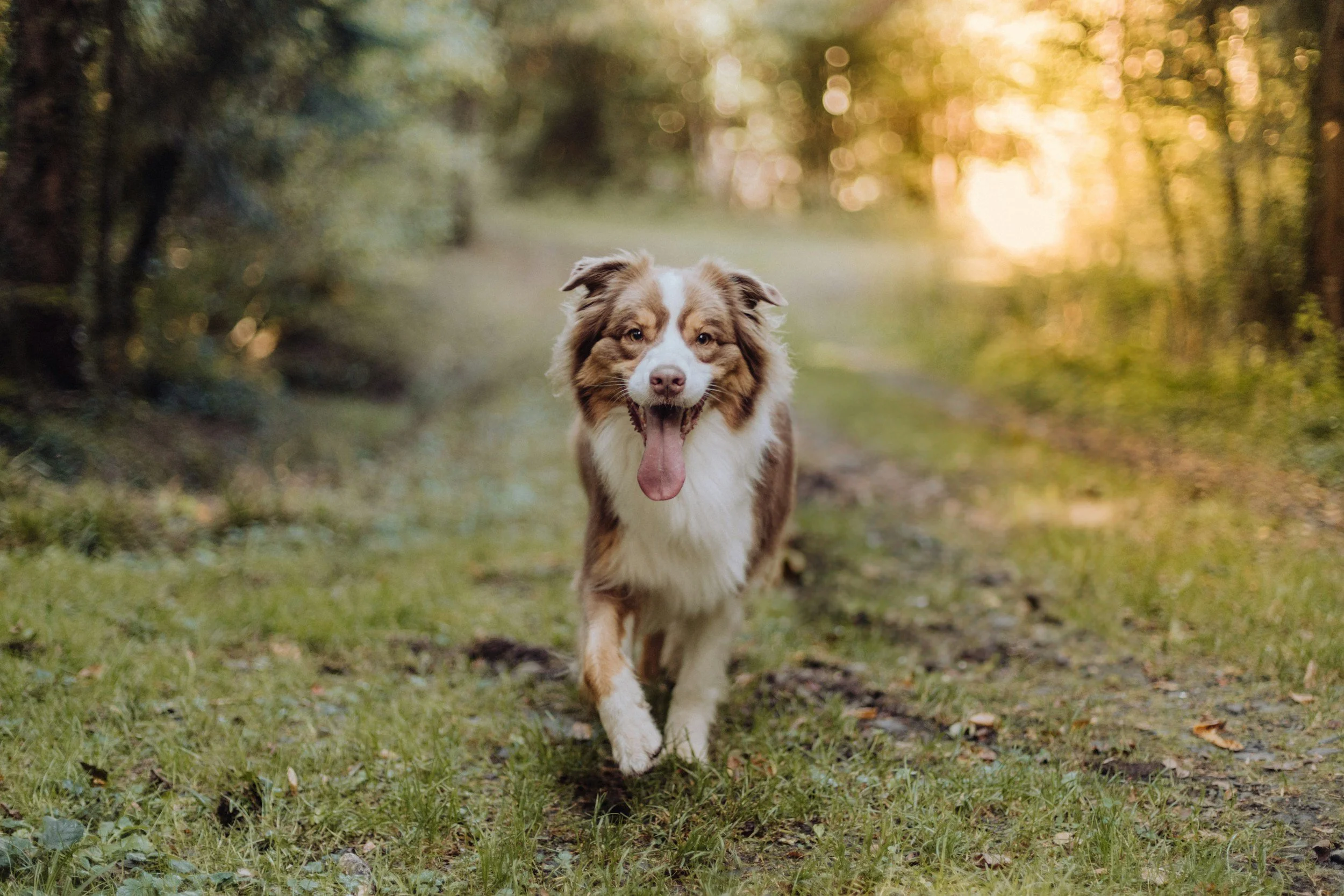 A happy brown and white dog running on a forest trail during sunset, enjoying the natural surroundings