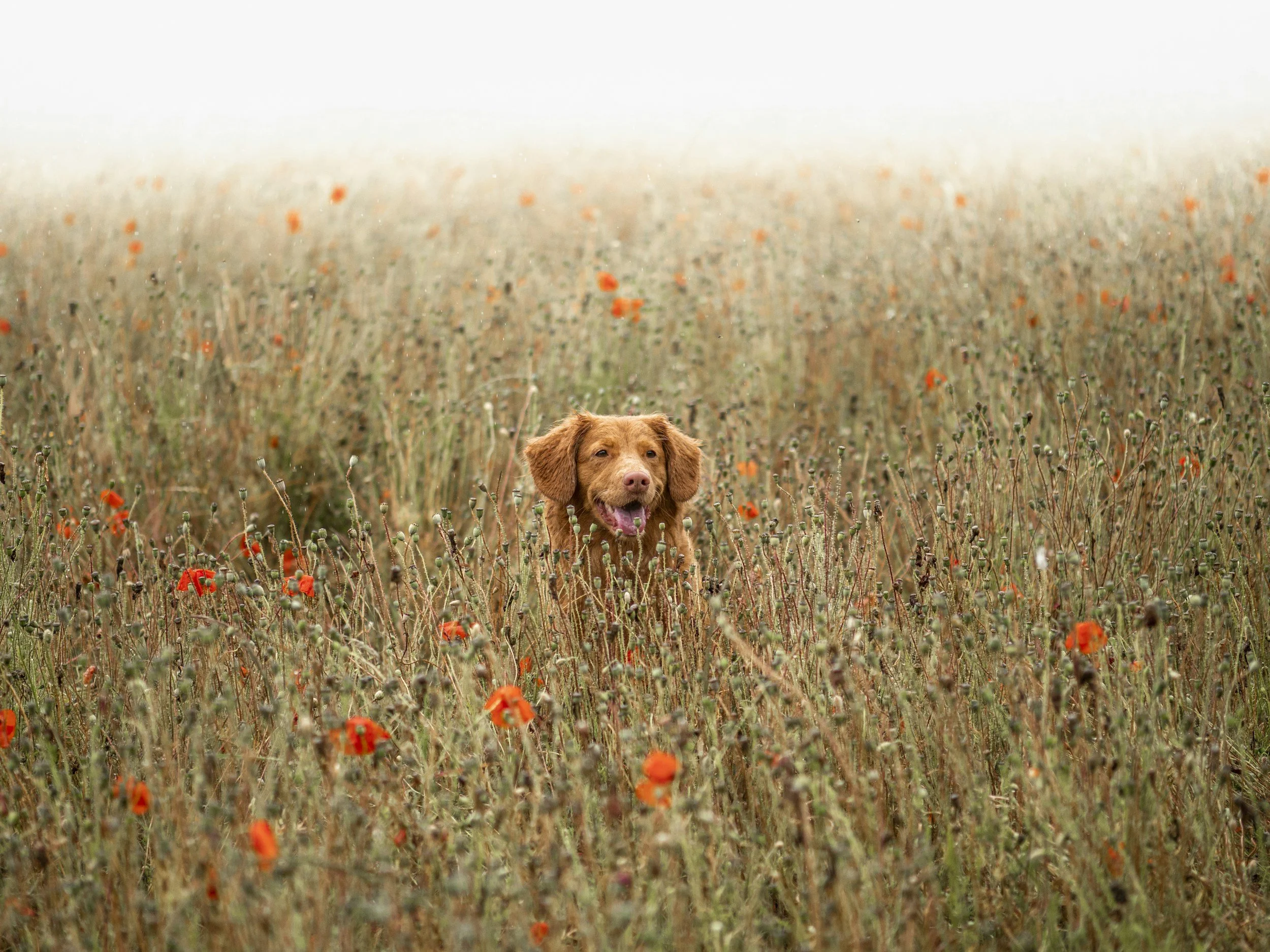 Dog calmly lying in a field of orange poppies and tall grass, head visible and panting happily