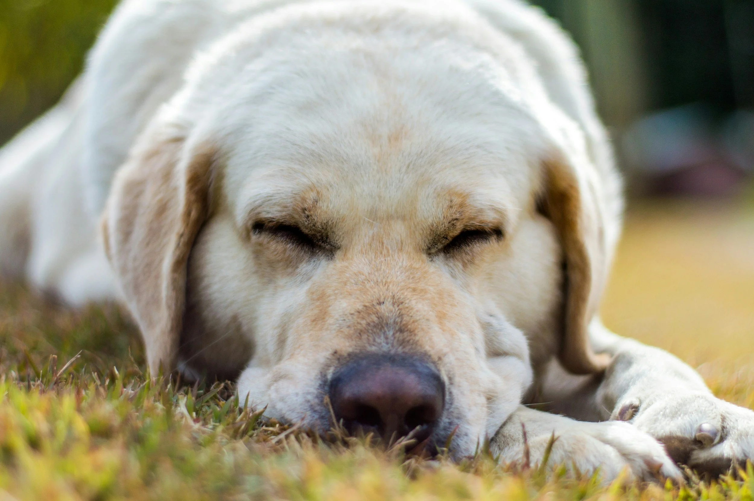 Close-up of a yellow Labrador retriever sleeping on grassy ground with eyes closed and head resting on paws.