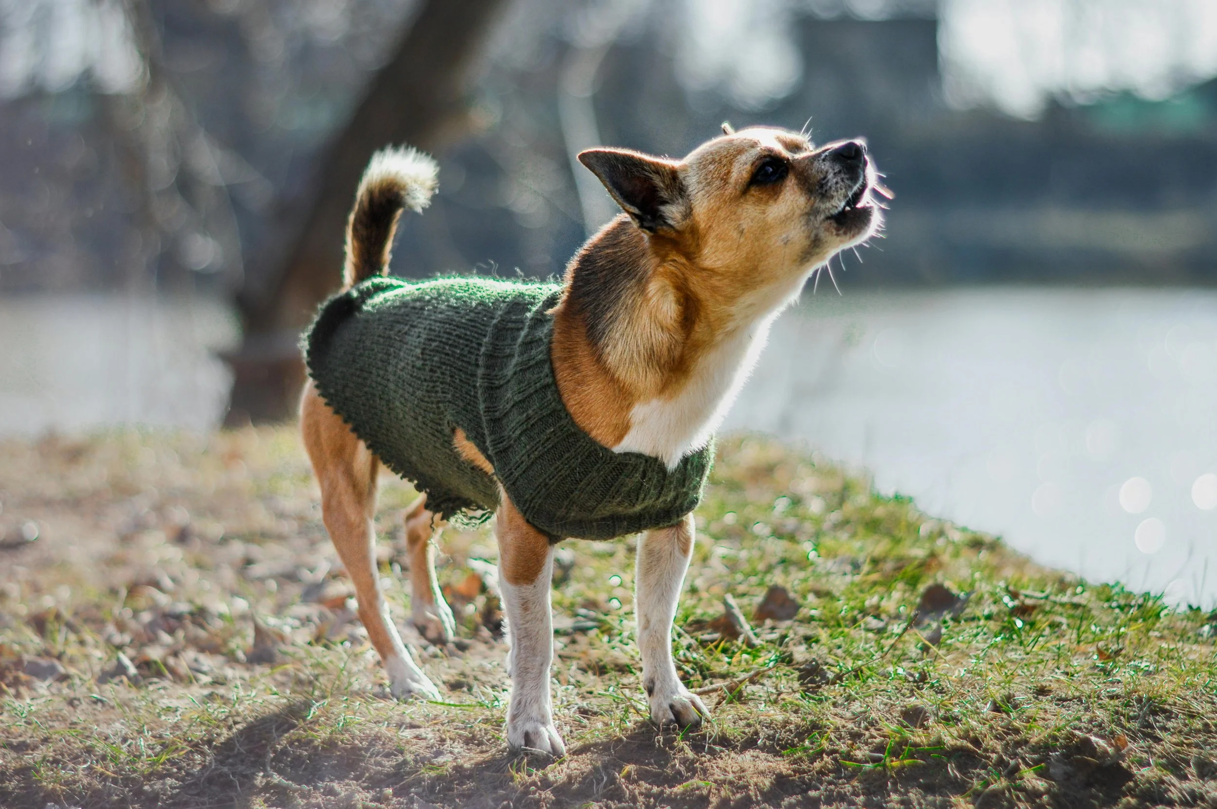 Why Is My Dog Barking So Much?