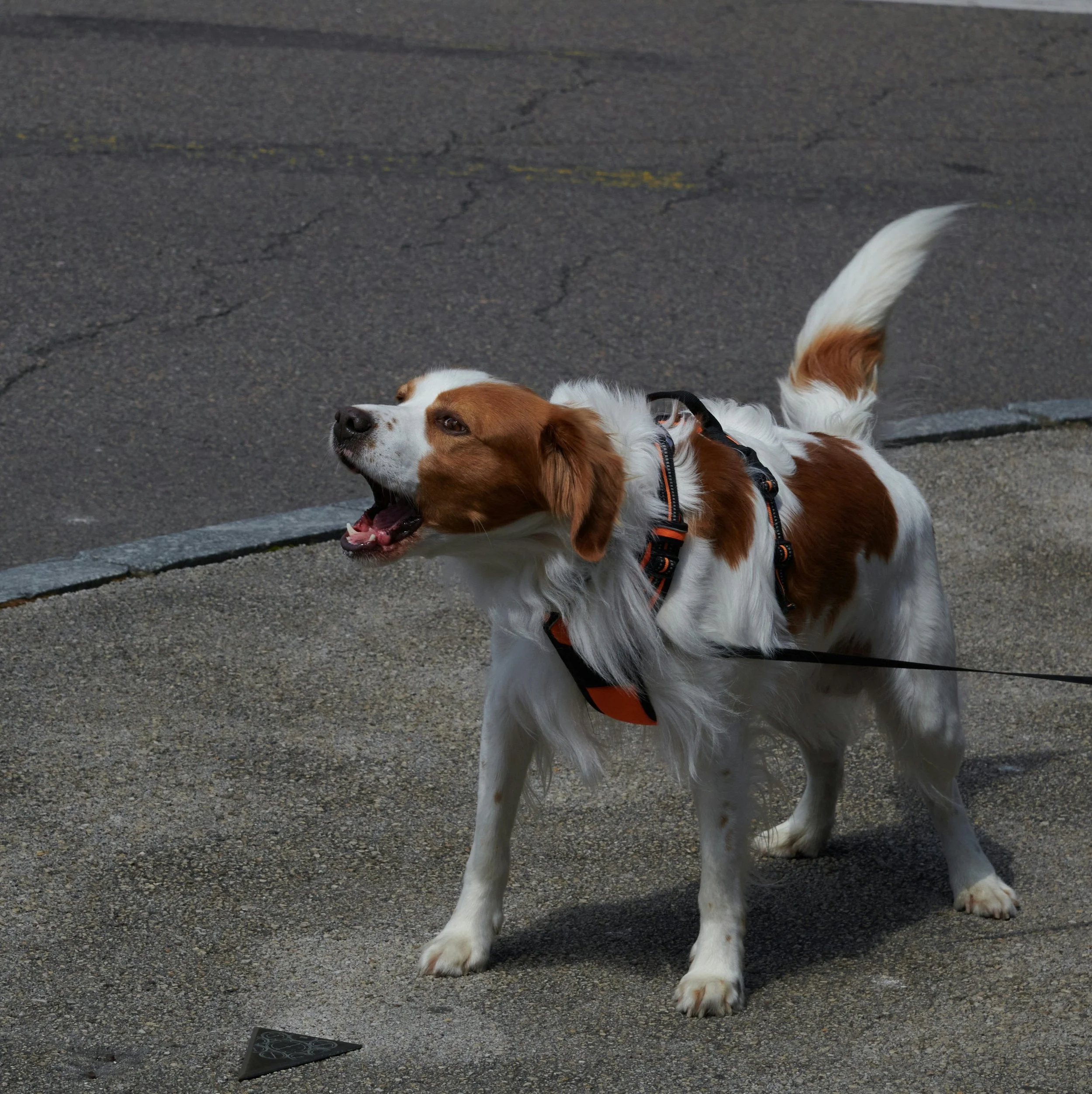 Why Does My Dog Bark and Lunge on Leash?