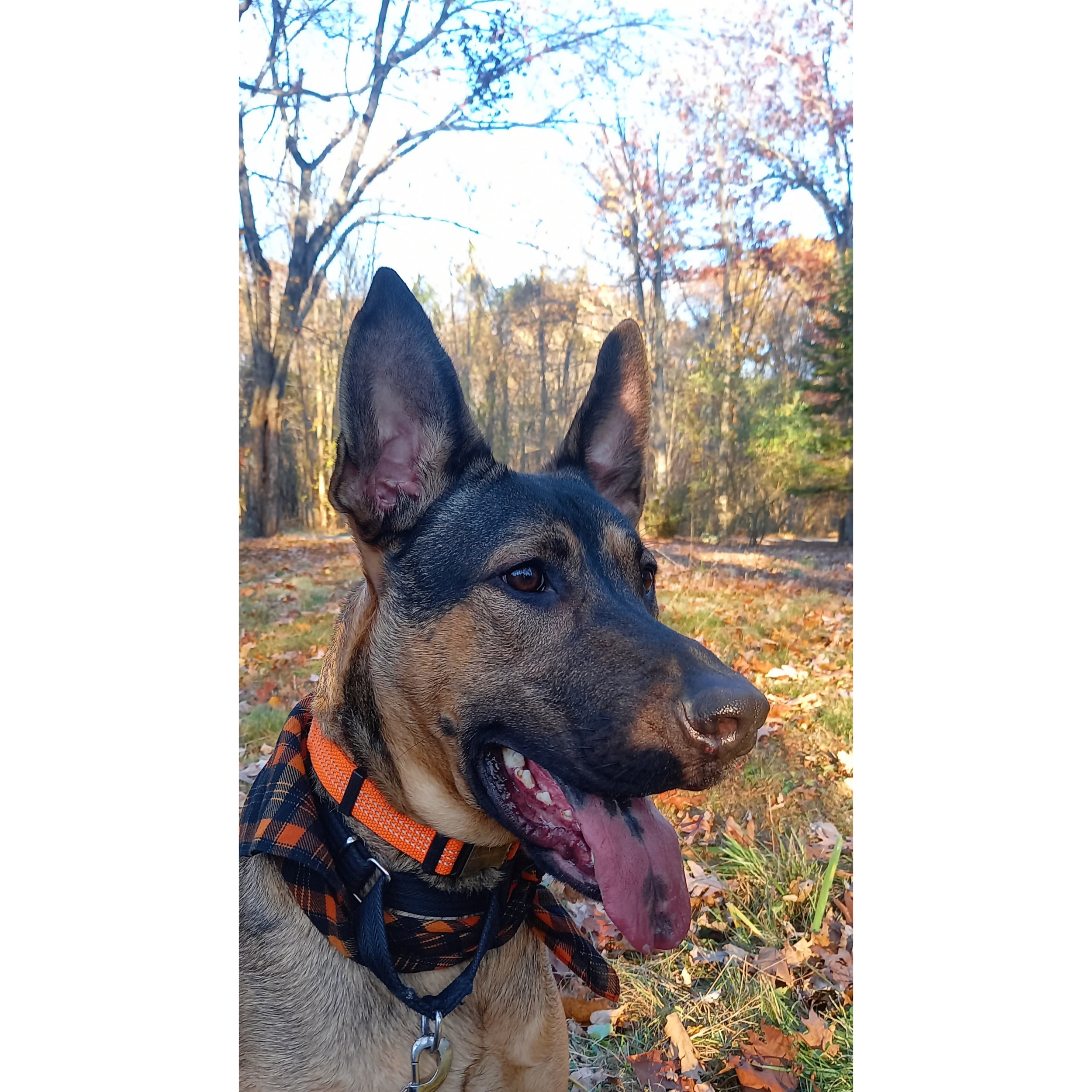 Sable Malinois mix wearing orange plaid bandana and collar,  sitting outdoors among autumn leaves
