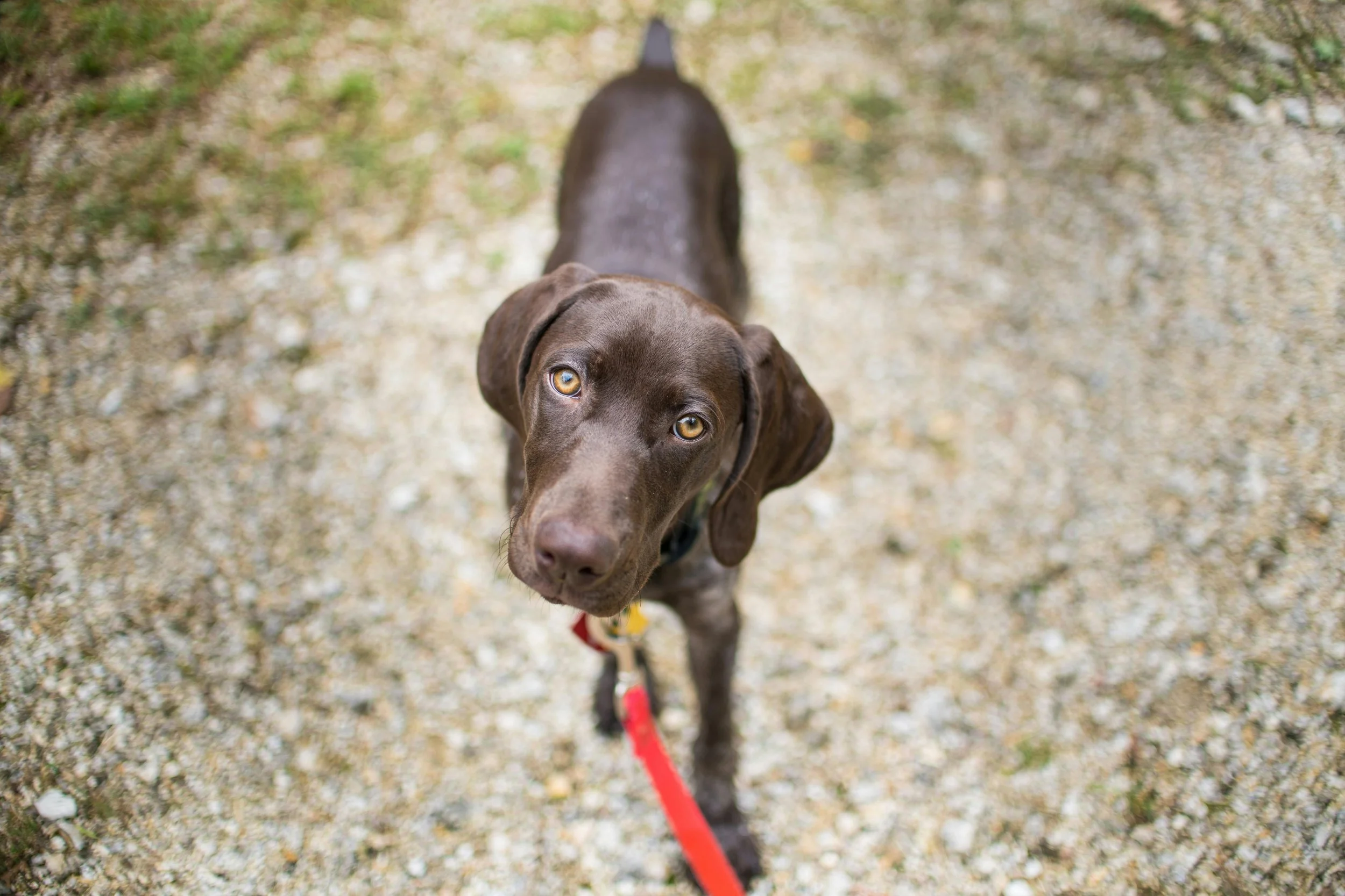 Dog with smooth chocolate coat, on leash making eye contact with handler on a gravel path