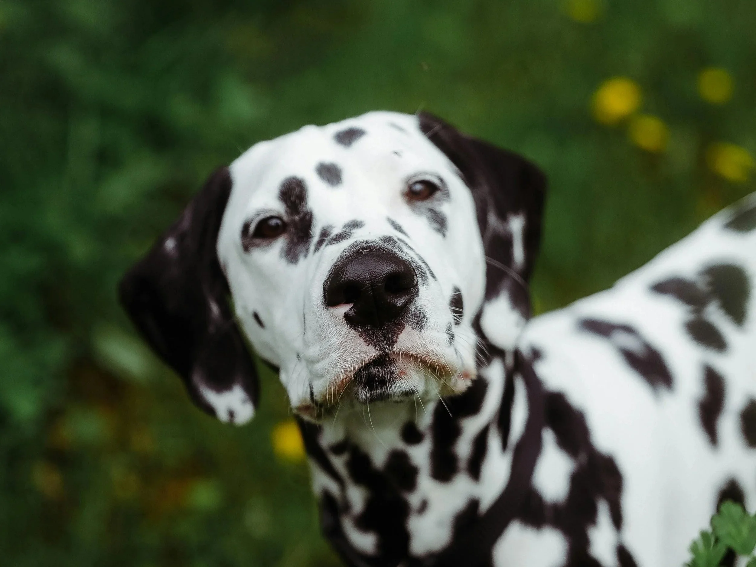 Relaxed dog enjoys nature