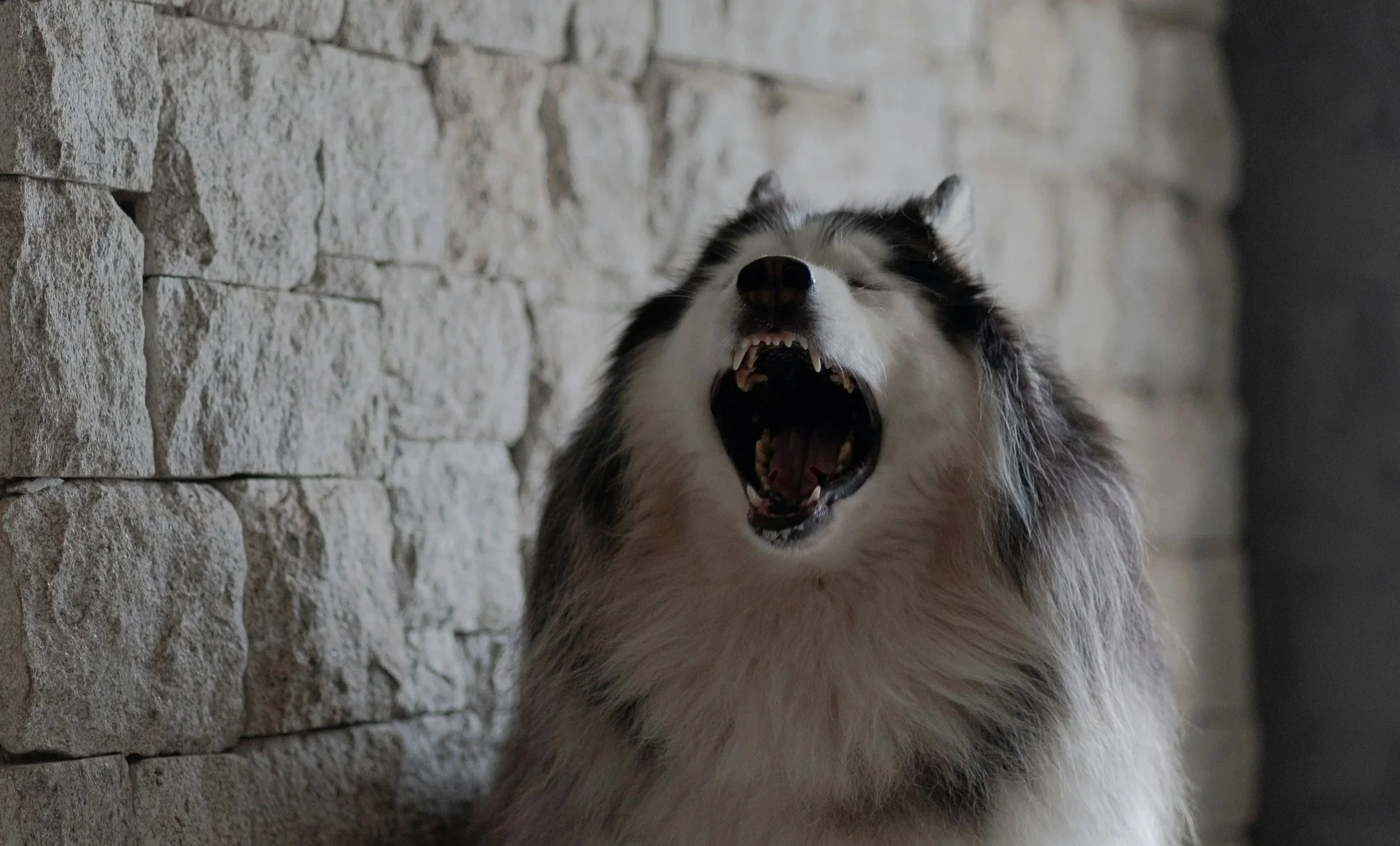 husky screaming with wide open mouth showing teeth