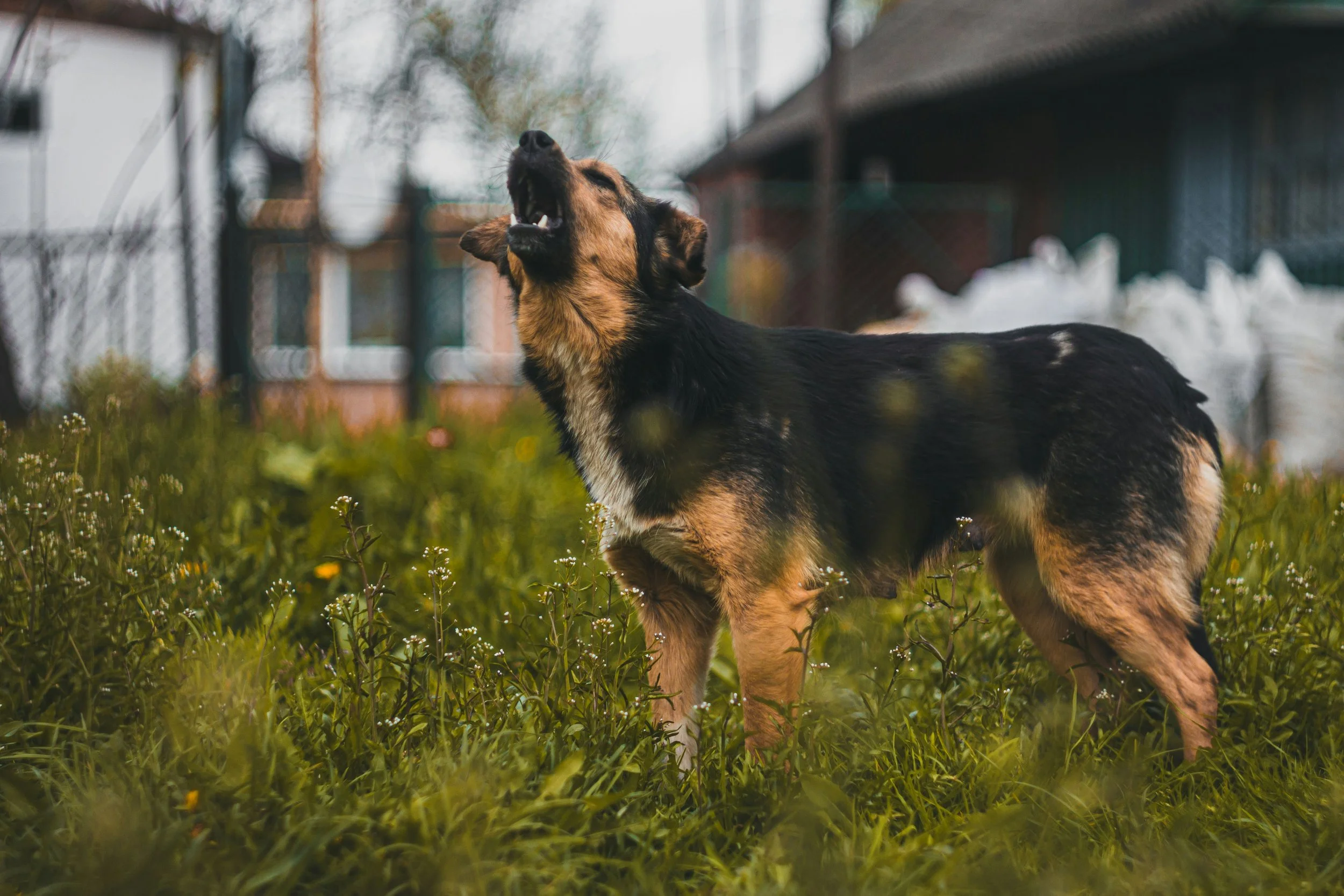 black and tan dog stands outside barking with plants surrounding them