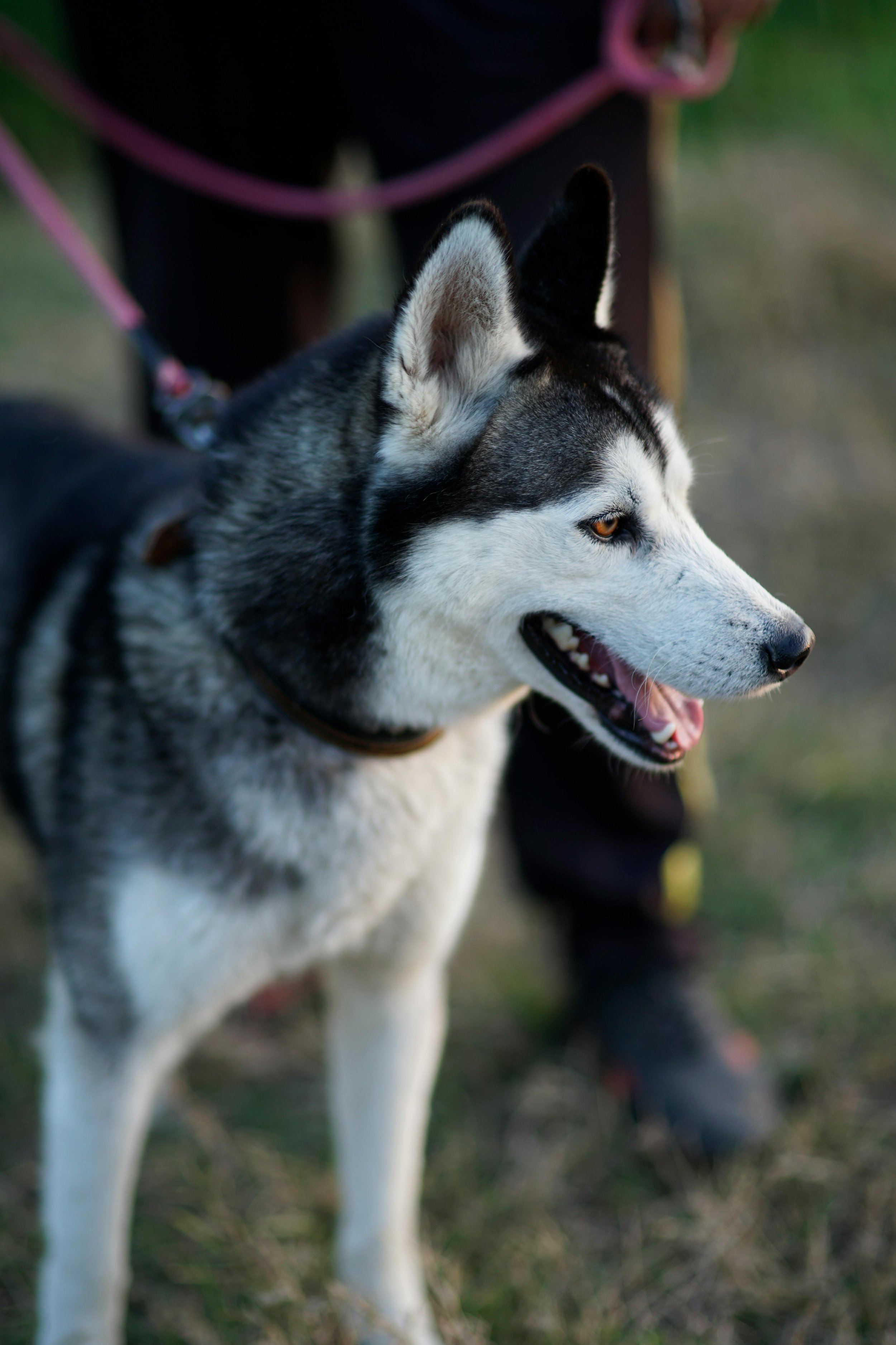 Siberian Husky outdoors, focused and alert, with handler off-screen holding the leash