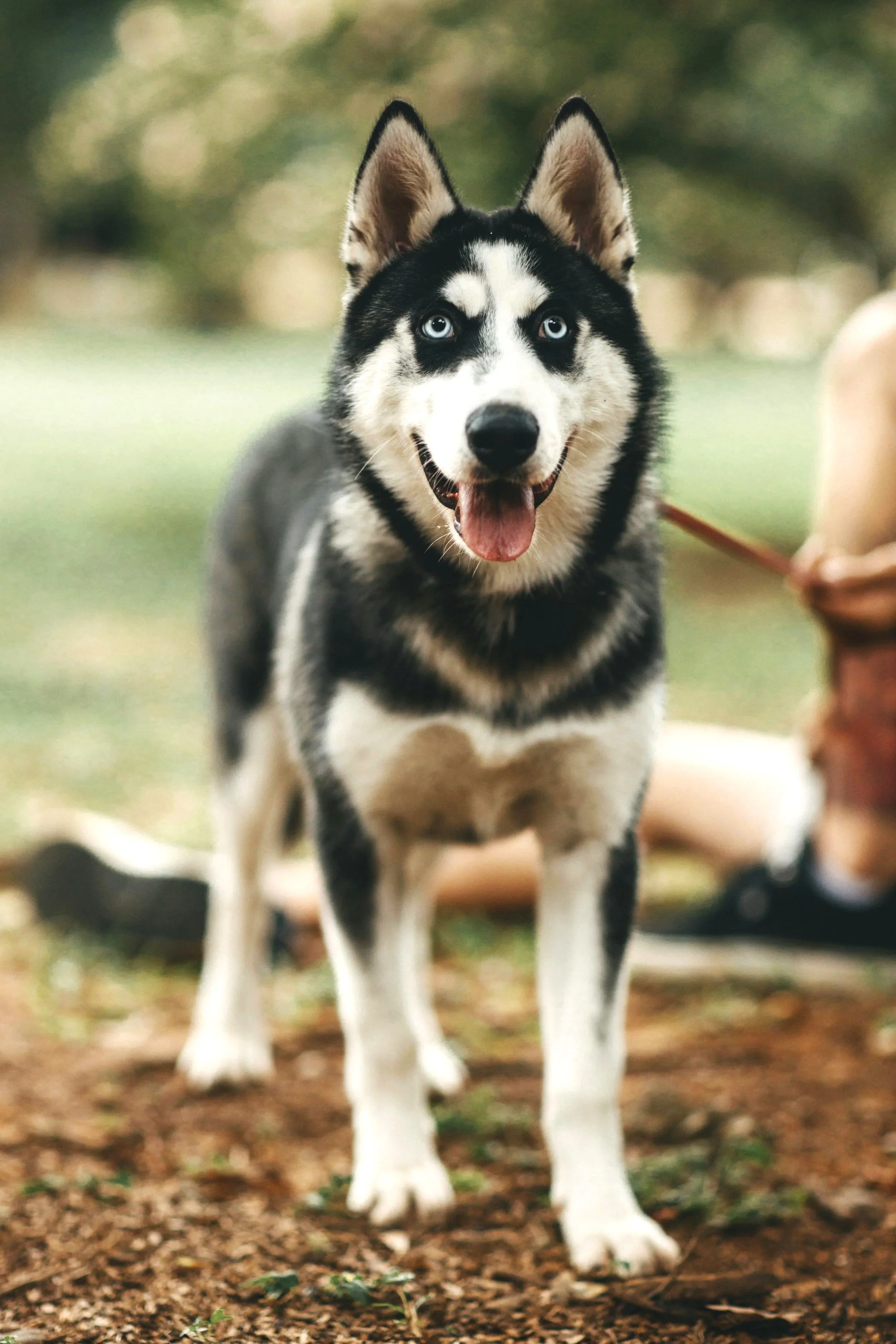 Siberian Husky standing outdoors on leash, supported by a handler in a natural setting