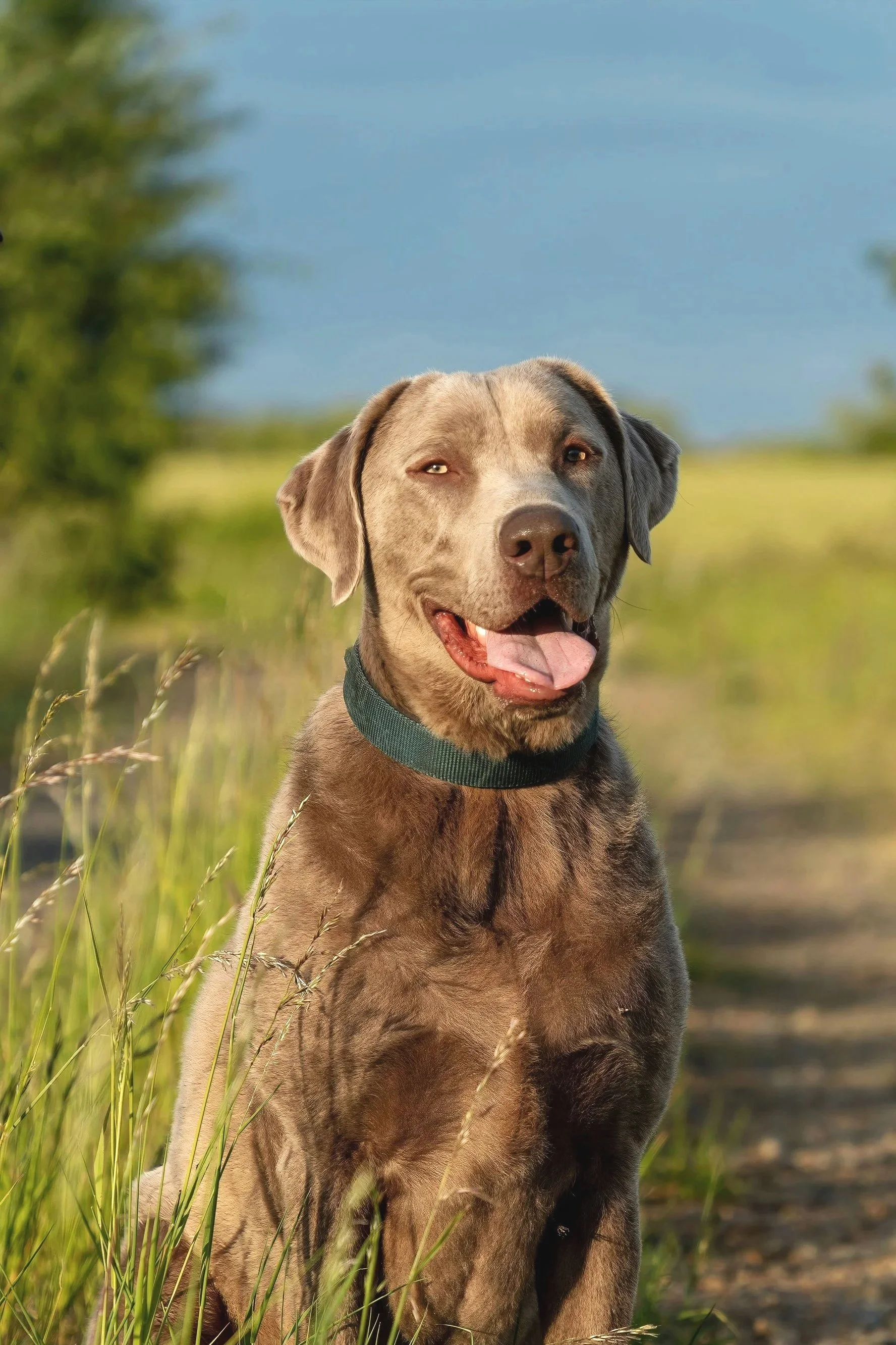 A Silver dog sitting calmly on a wooded trail, wearing a green collar in a natural environment