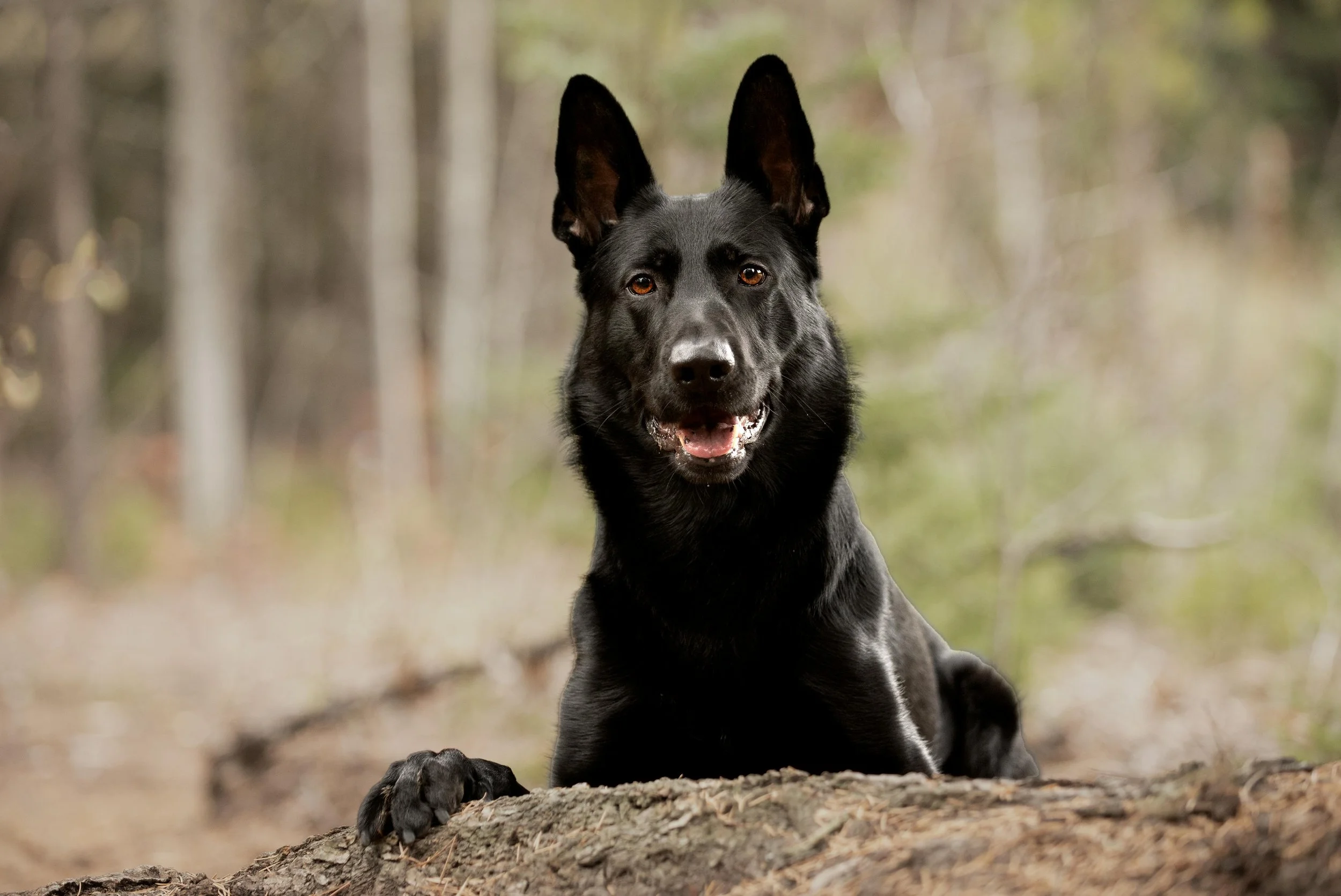 A Black Shepherd dog lying on a log in a forest with blurred trees in the background, paw up on the log