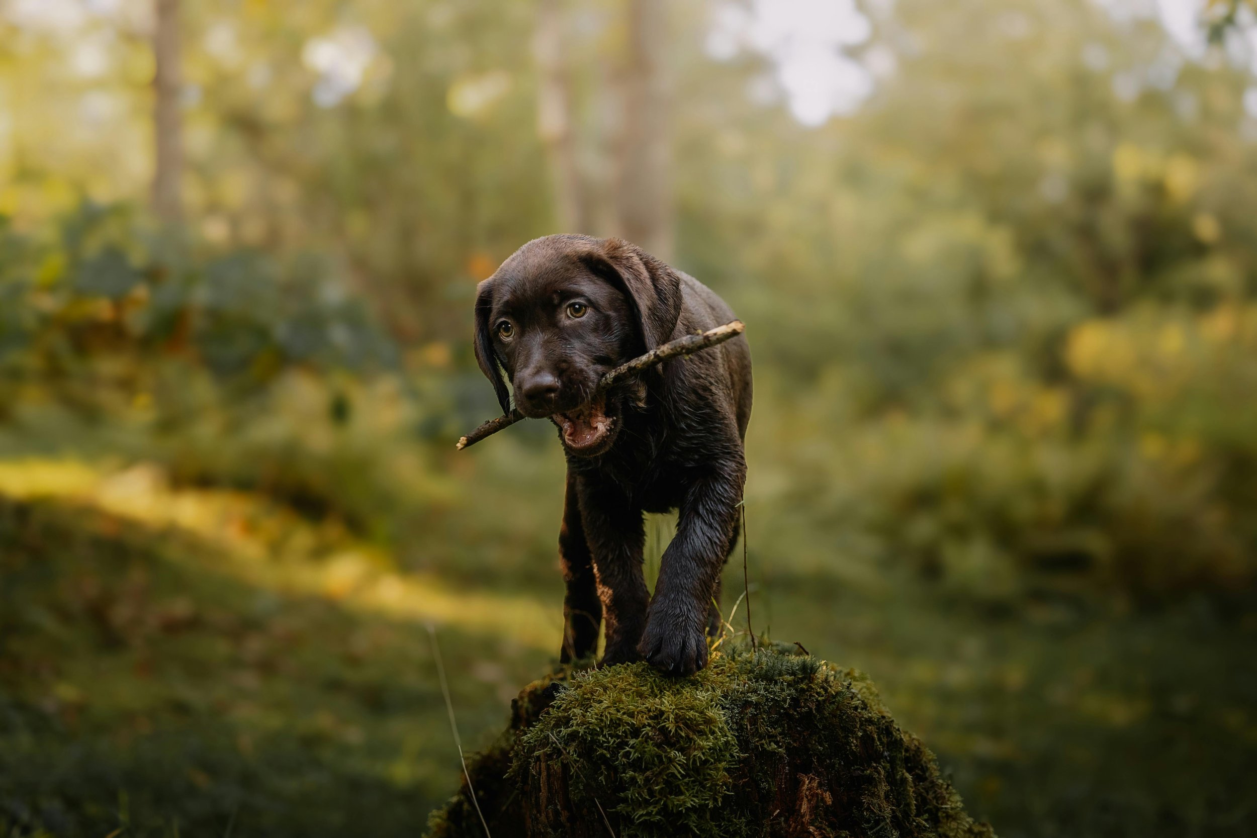 Young Labrador standing on moss with a stick, engaging naturally in an outdoor environment.