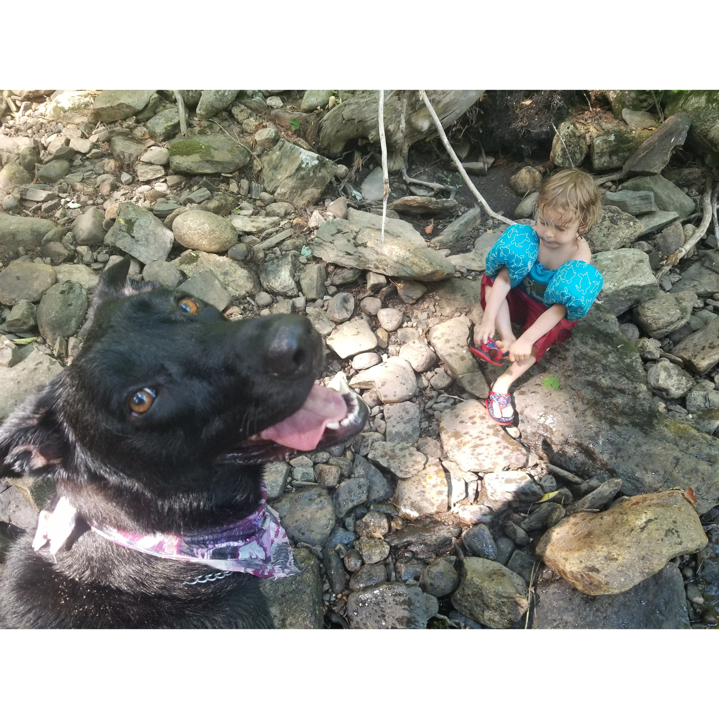 Black dog wearing purple and pink bandana smiling at camera, with young child sitting on river rocks in the background