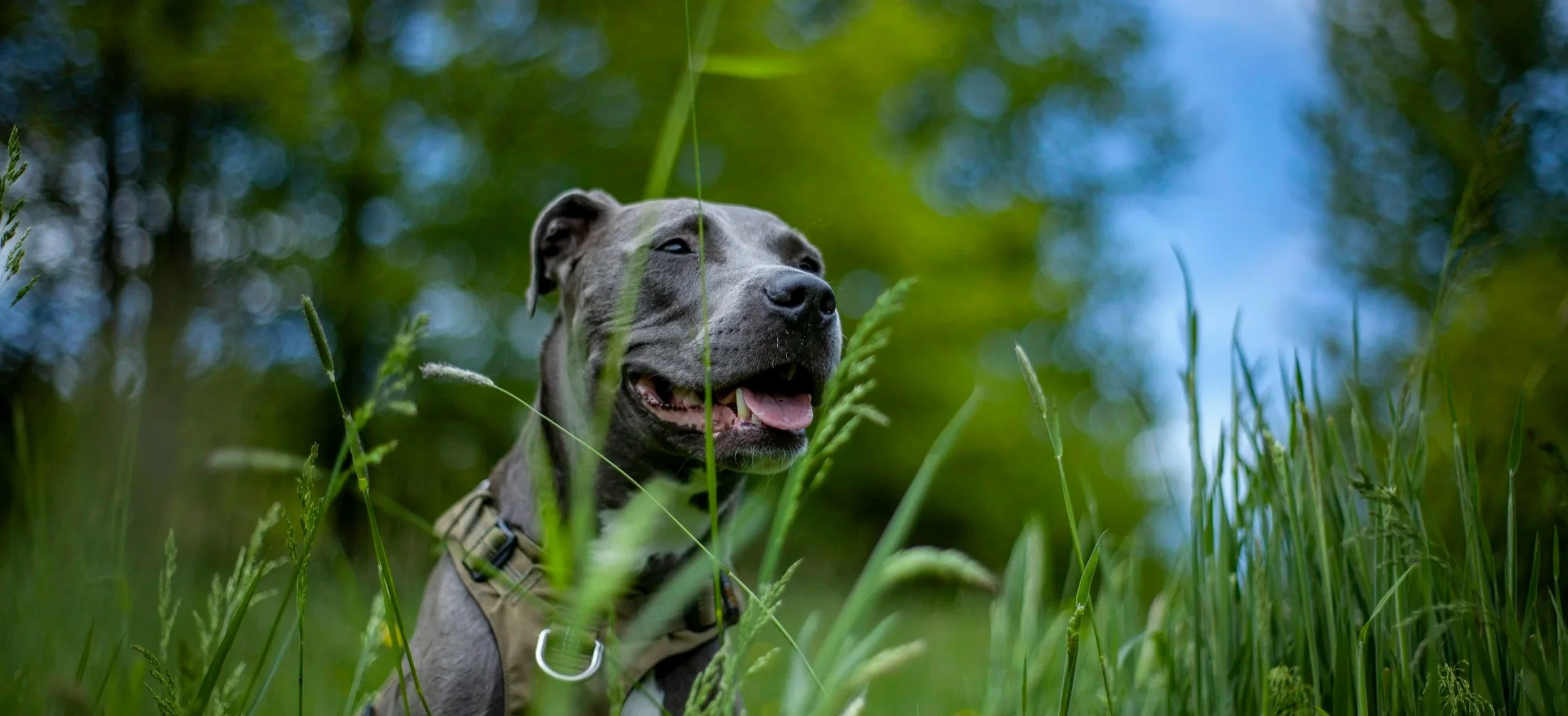 A happy gray bully dog with a tan vest sitting in tall grass among green trees, with a background of blue sky and blurred leaves