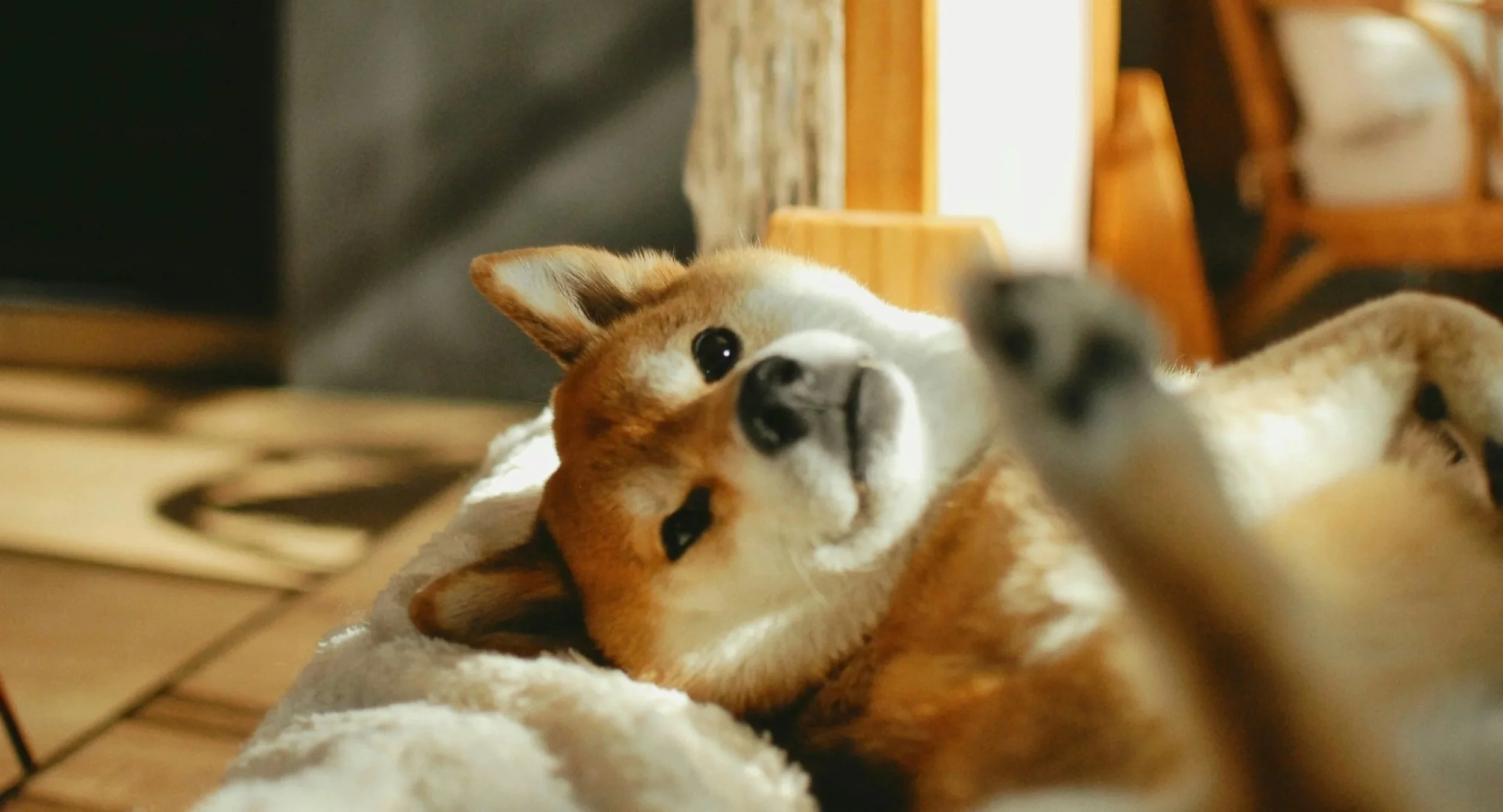 shiba inu basks in the light from a window looking for content