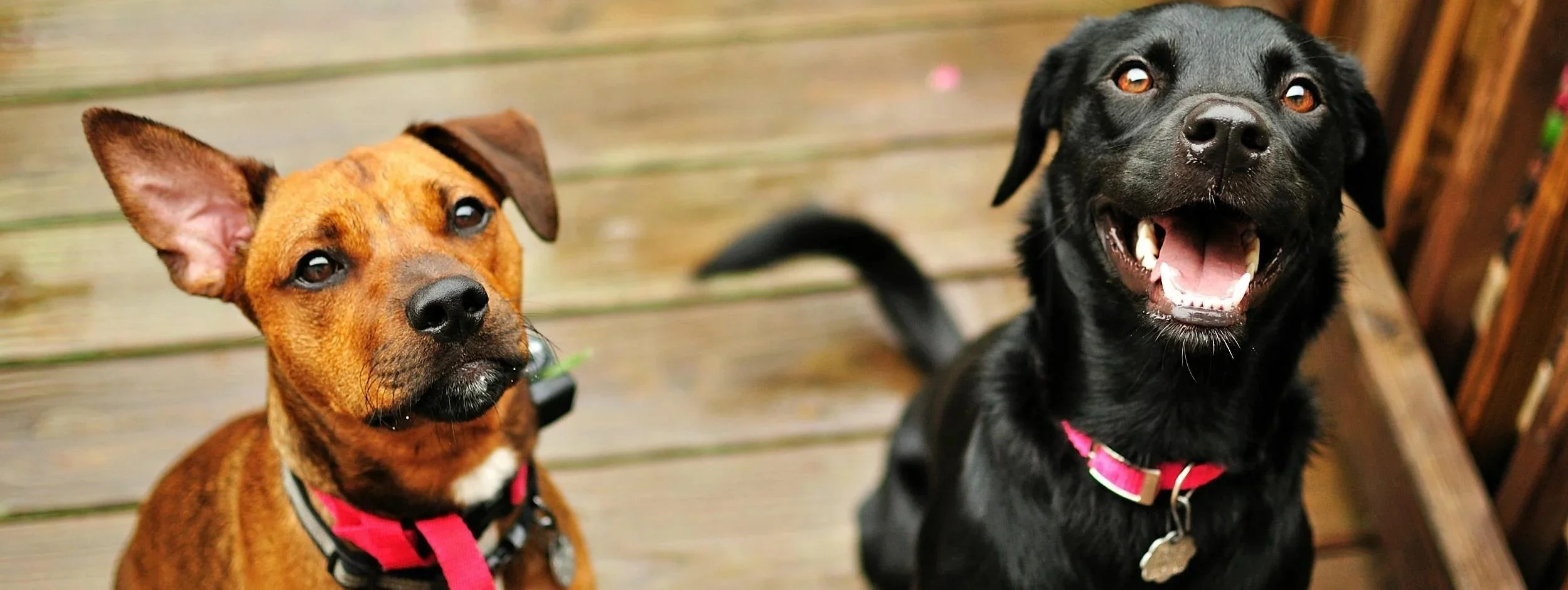 Two attentive dogs in red collars sitting on outdoor wooden decking, looking up calmly