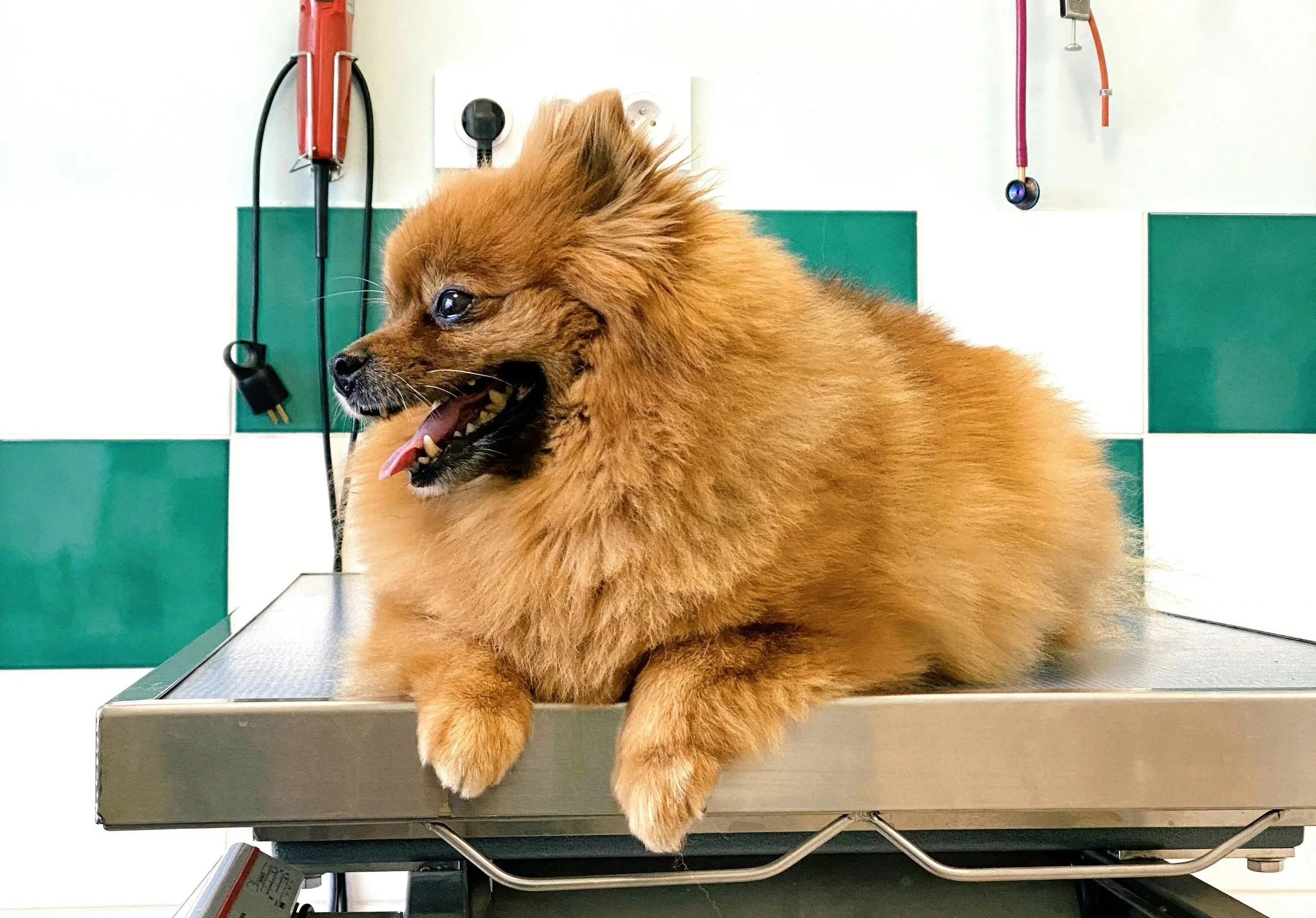 pomeranian lays on vet exam table with open mouth pant