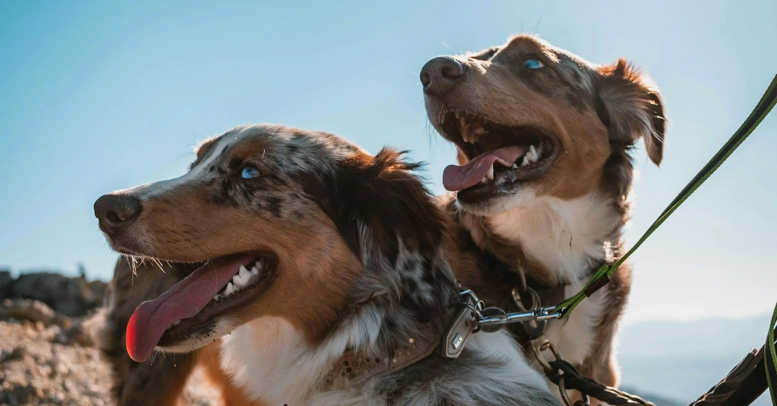 Two happy and relaxed merle dogs with blue eyes outdoors, with a clear blue sky in the background