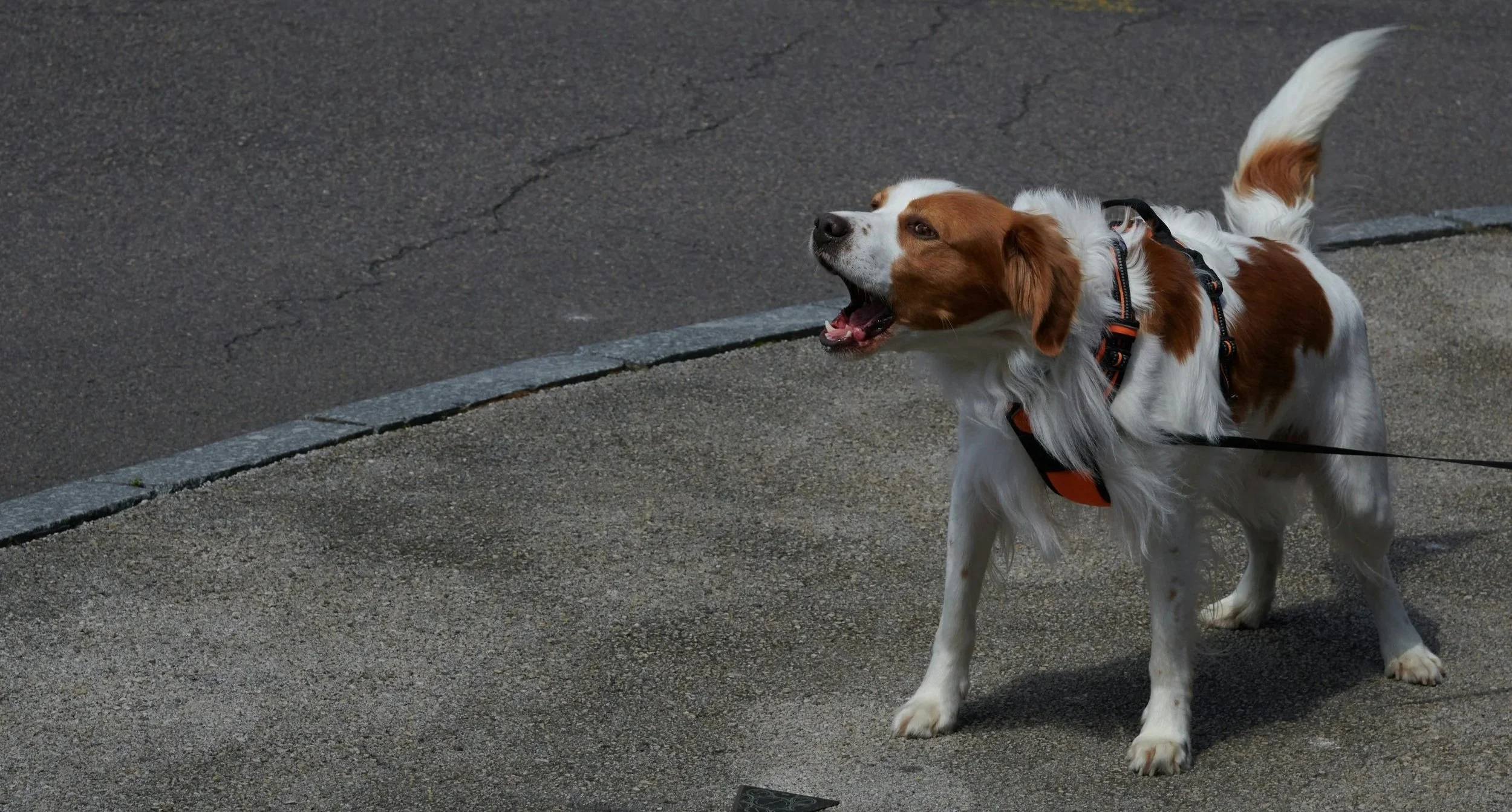 white and brown dog being walked on leash is barking at something off camera
