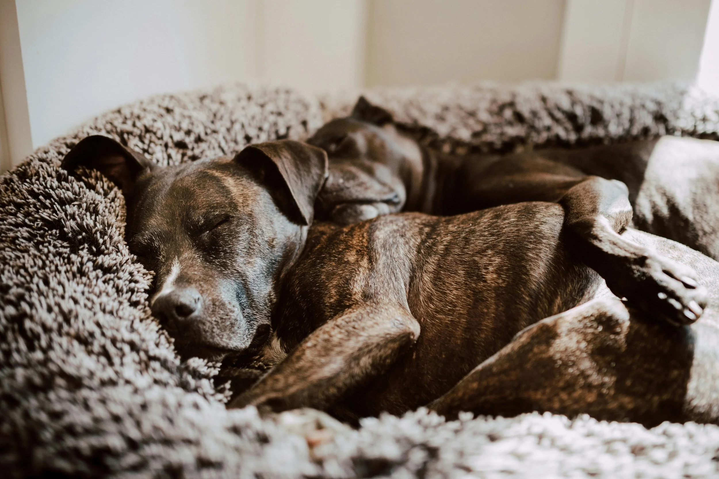 two dogs lay together in a gray dog bed