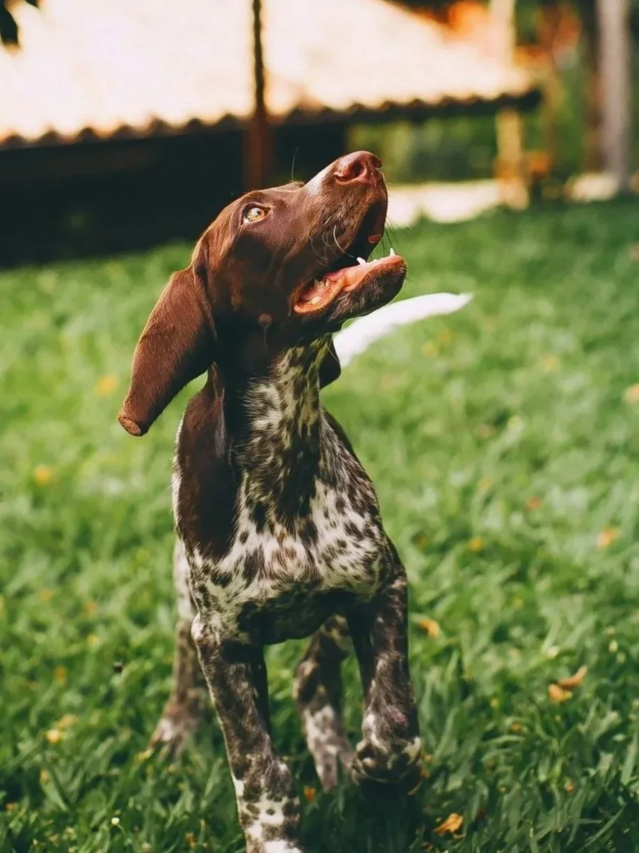 Young German Shorthair Pointer focused upward in an outdoor training environment