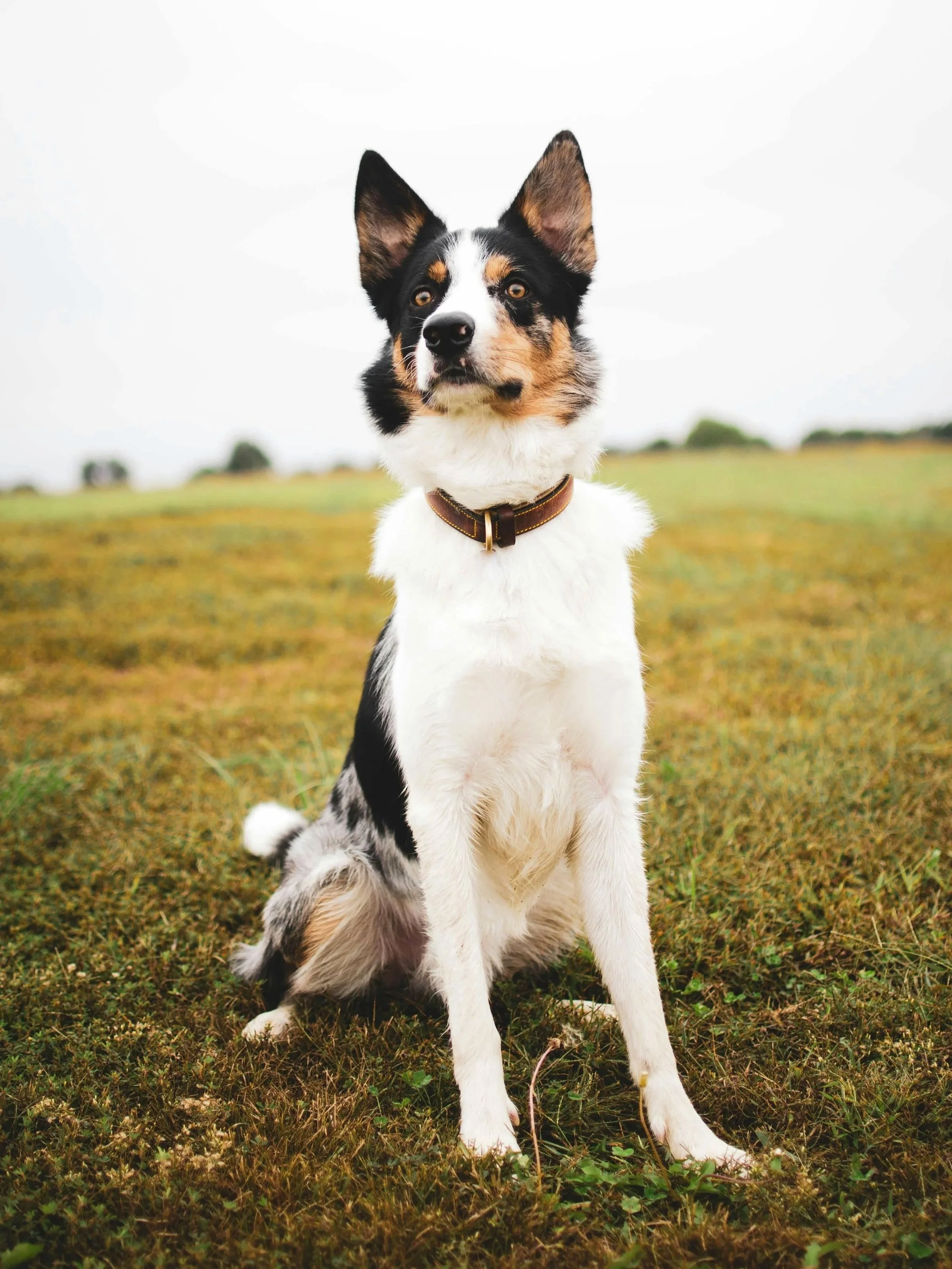 A white and merle dog sitting attentively in an open field, demonstrating calm focus outdoors