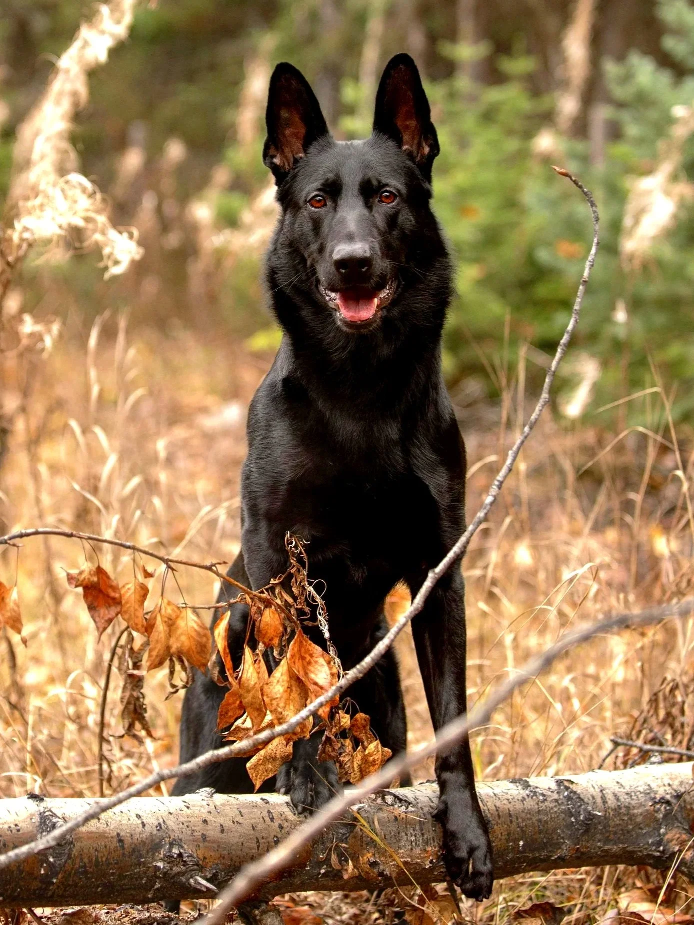 Shepherd dog balancing on a fallen tree in a forest environment
