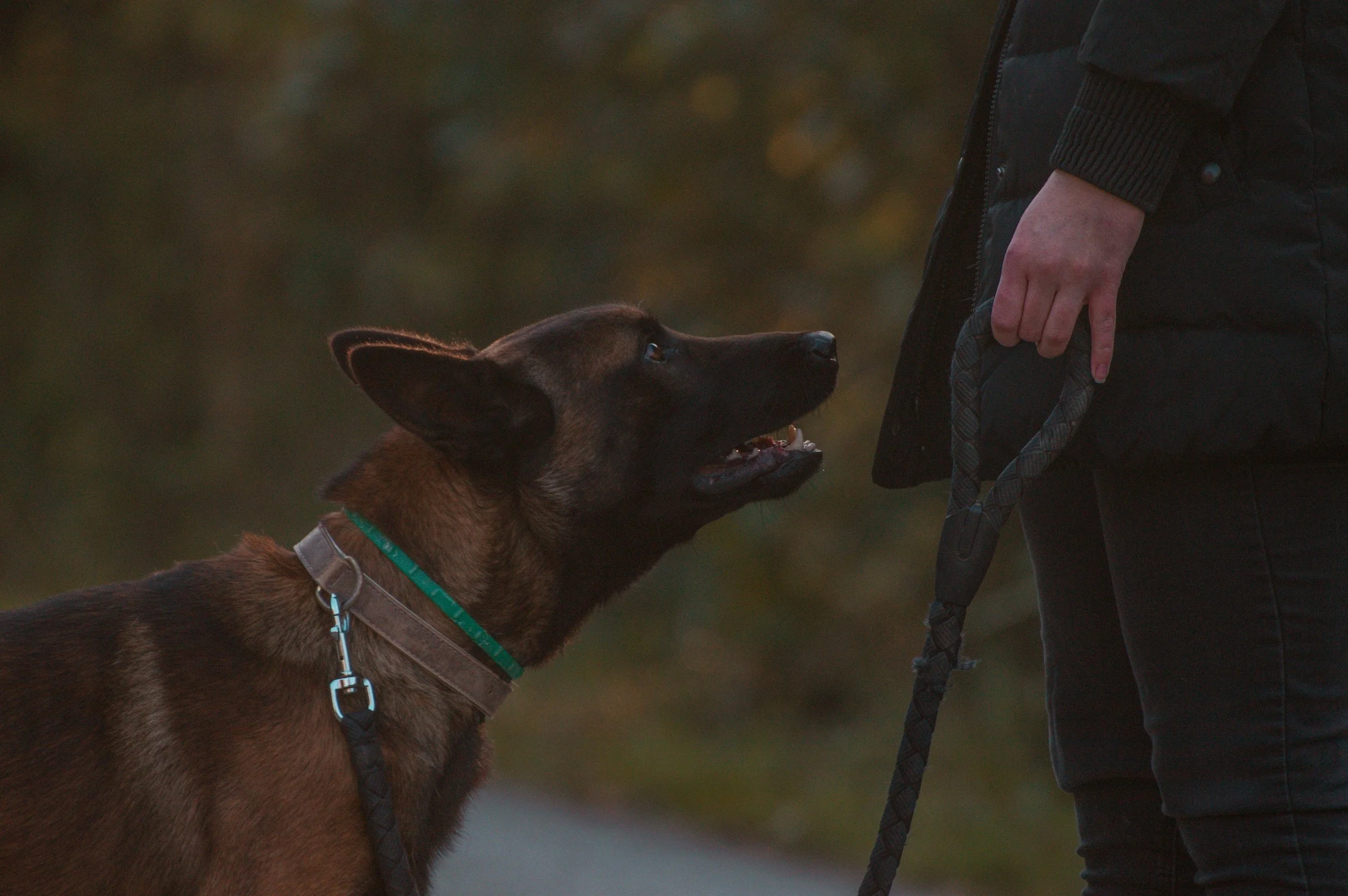 sable shepherd engages with handler who is dressed in black