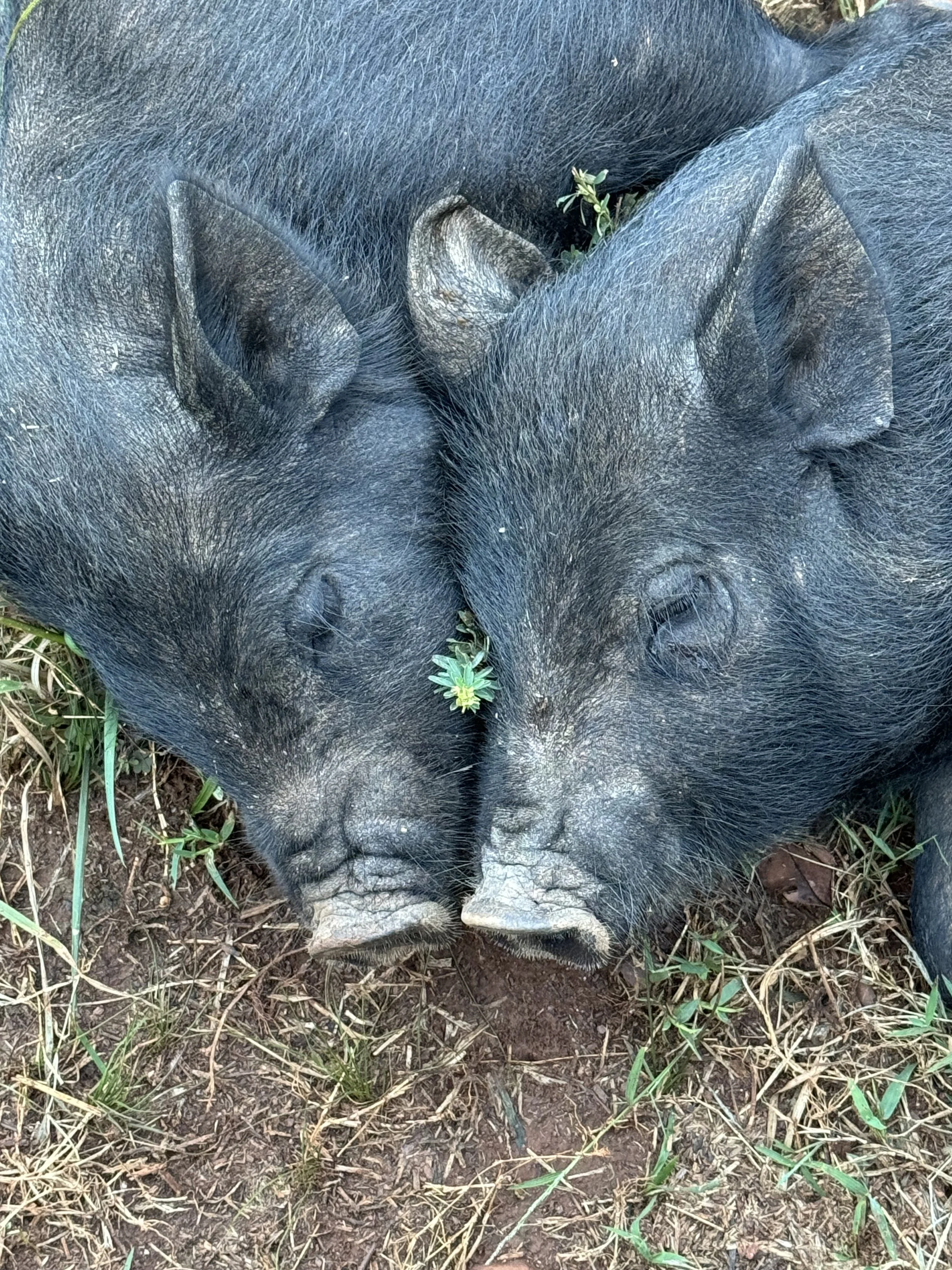 Why Red Belle Ridge is Transitioning from American Guinea Hogs to Berkshires