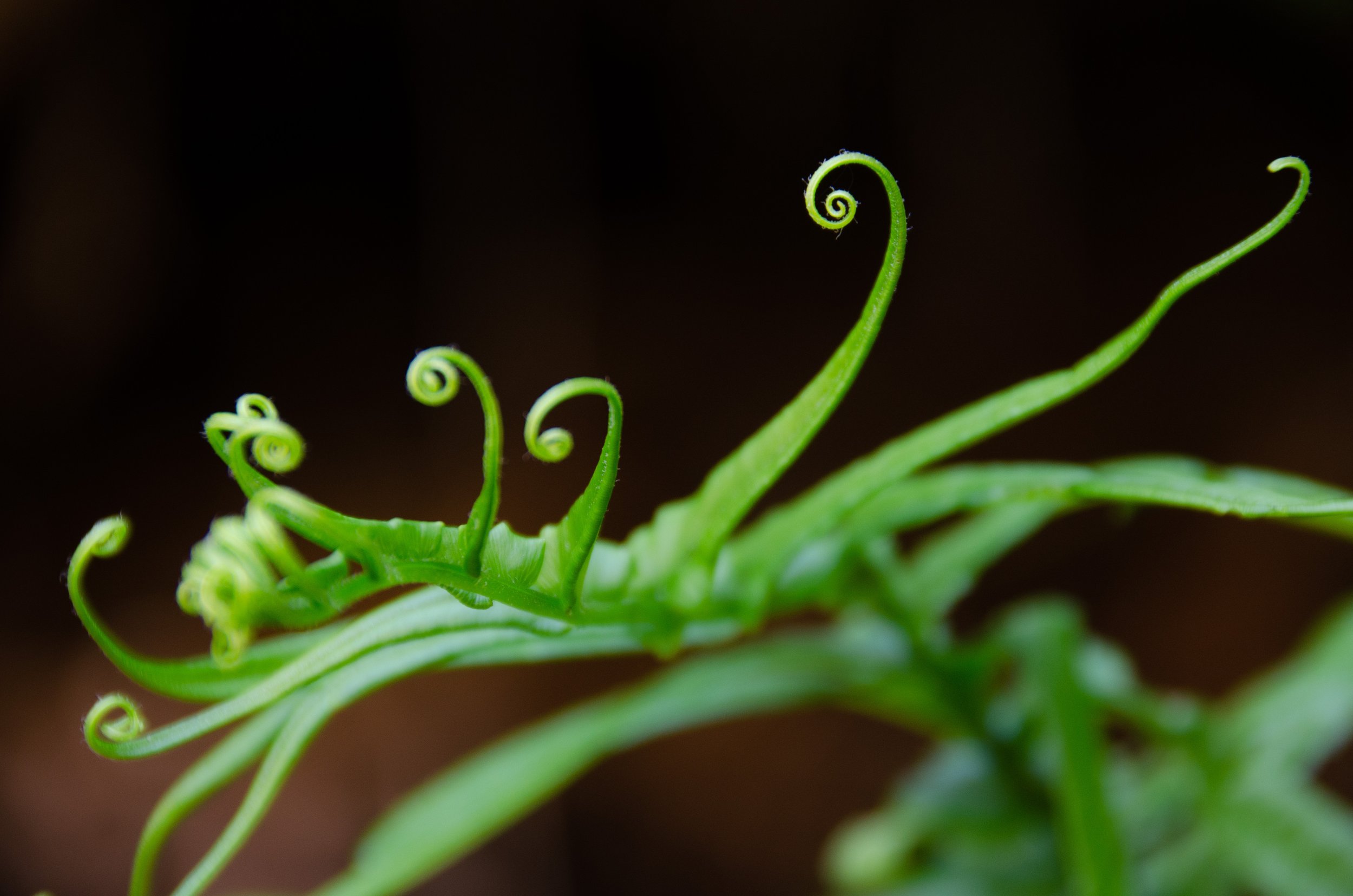 Pacific Community (SPC): status of the Pacific's creative and cultural industries