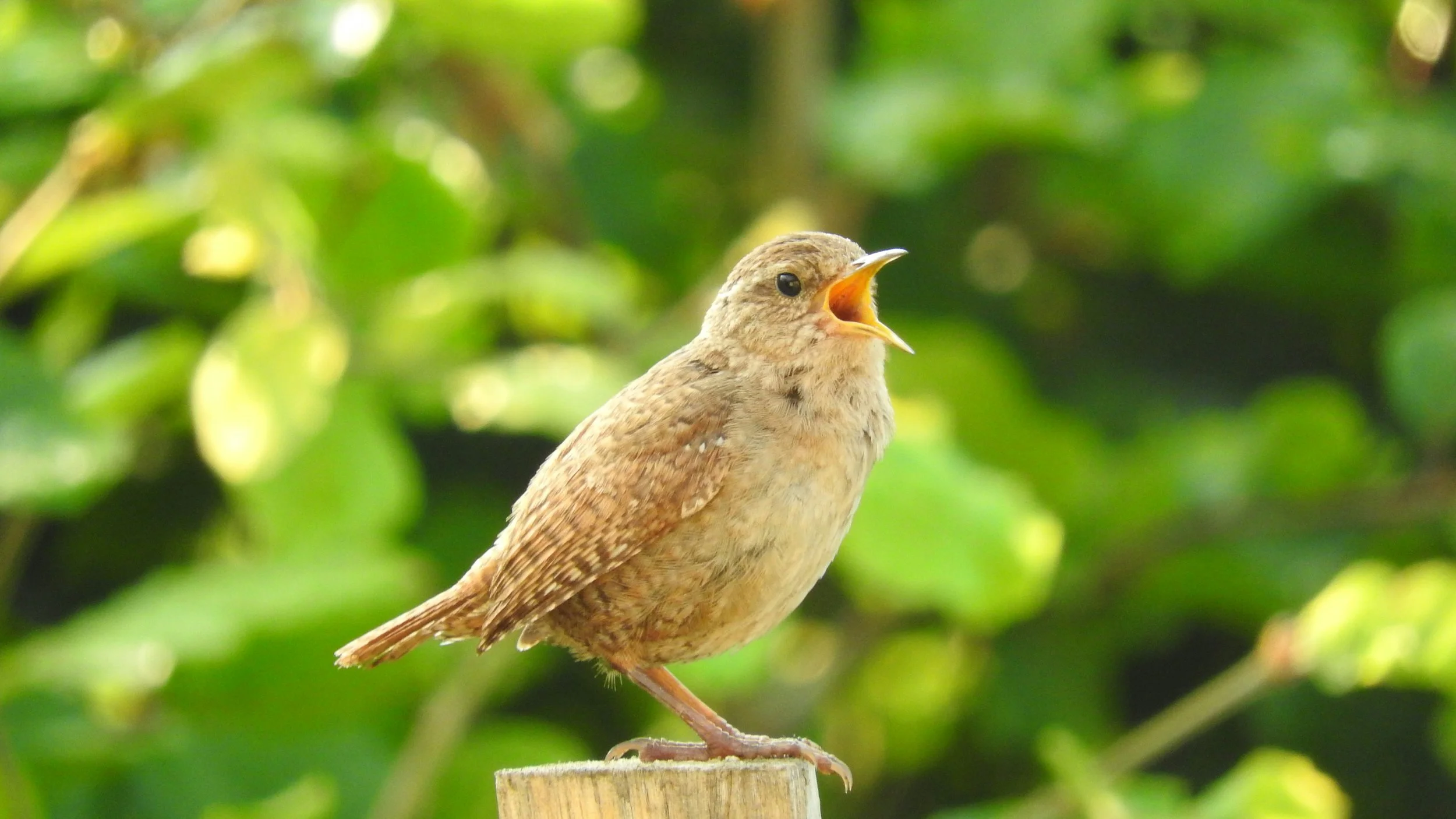 A small brown bird with its beak open, perched on a wooden post, with a backdrop of blurred green leaves.