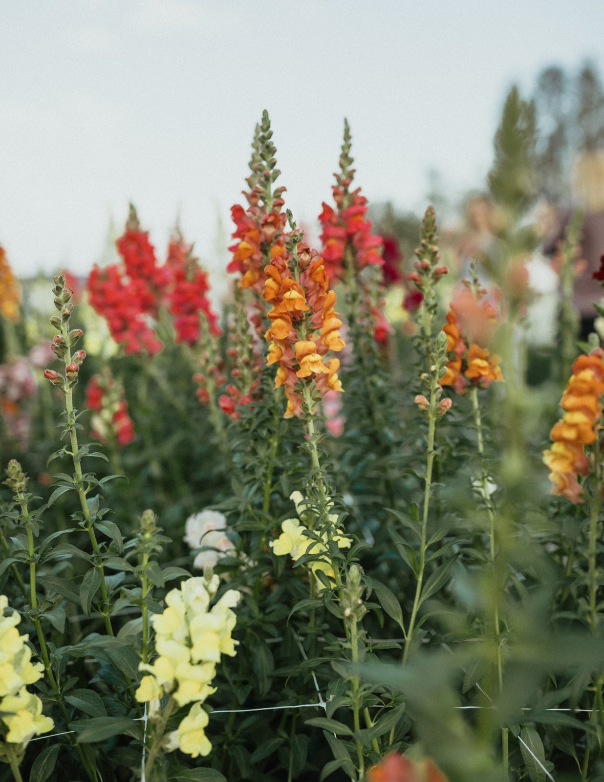 Garden Sweet