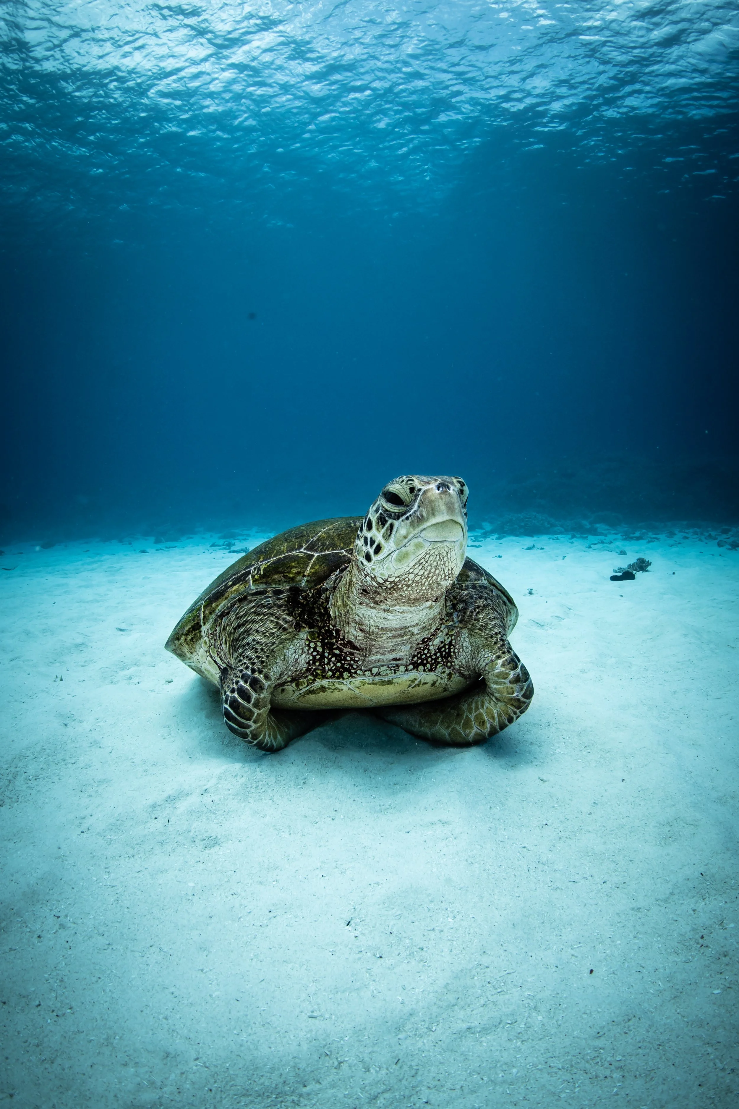 Lady Elliot Island Expedition 2027