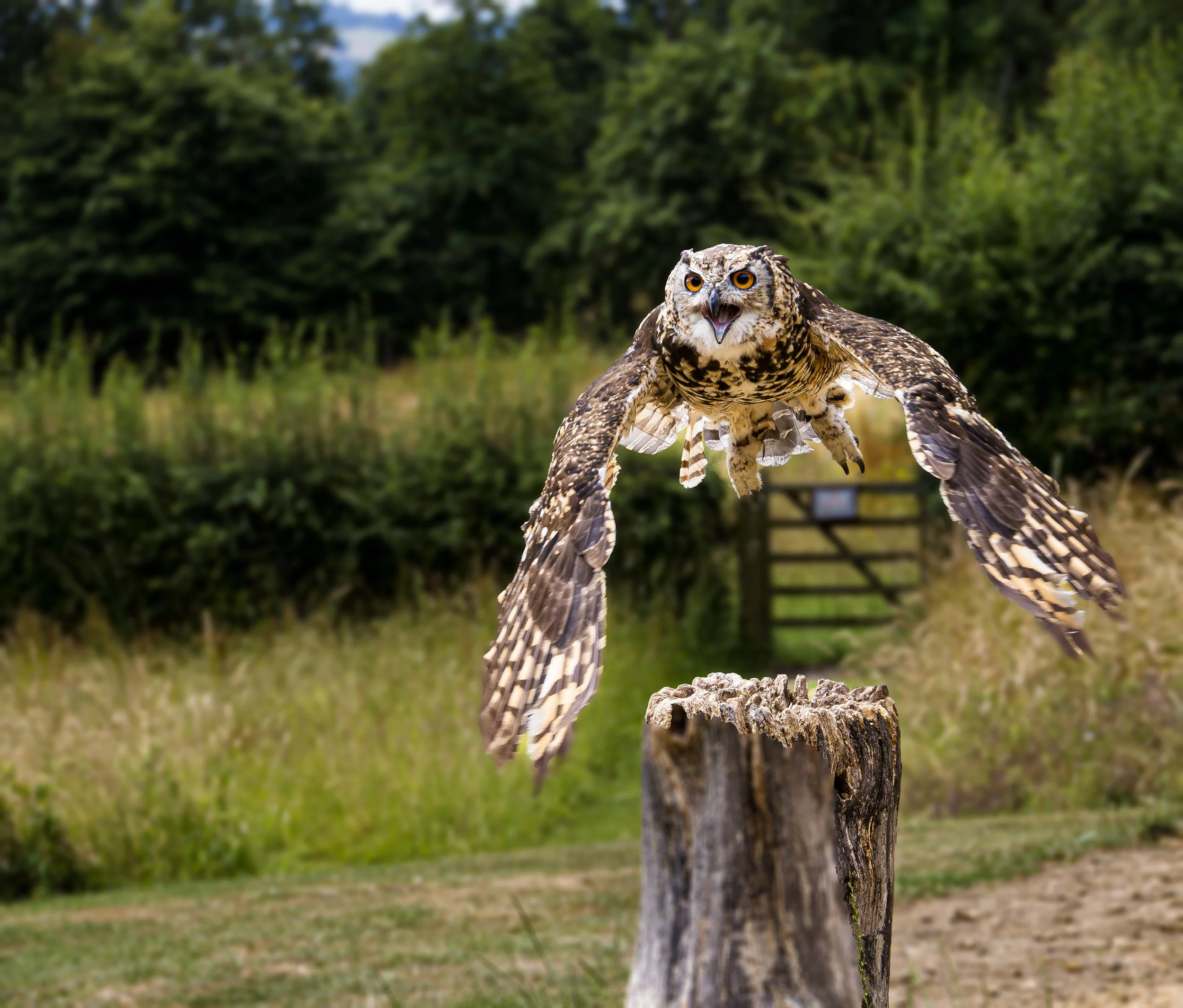 Mackinder's Eagle Owl #3