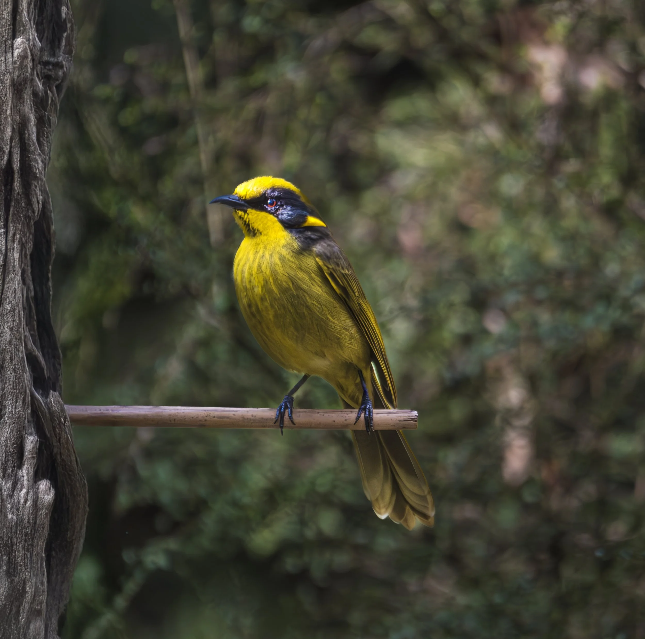 Helmeted Honeyeater #2