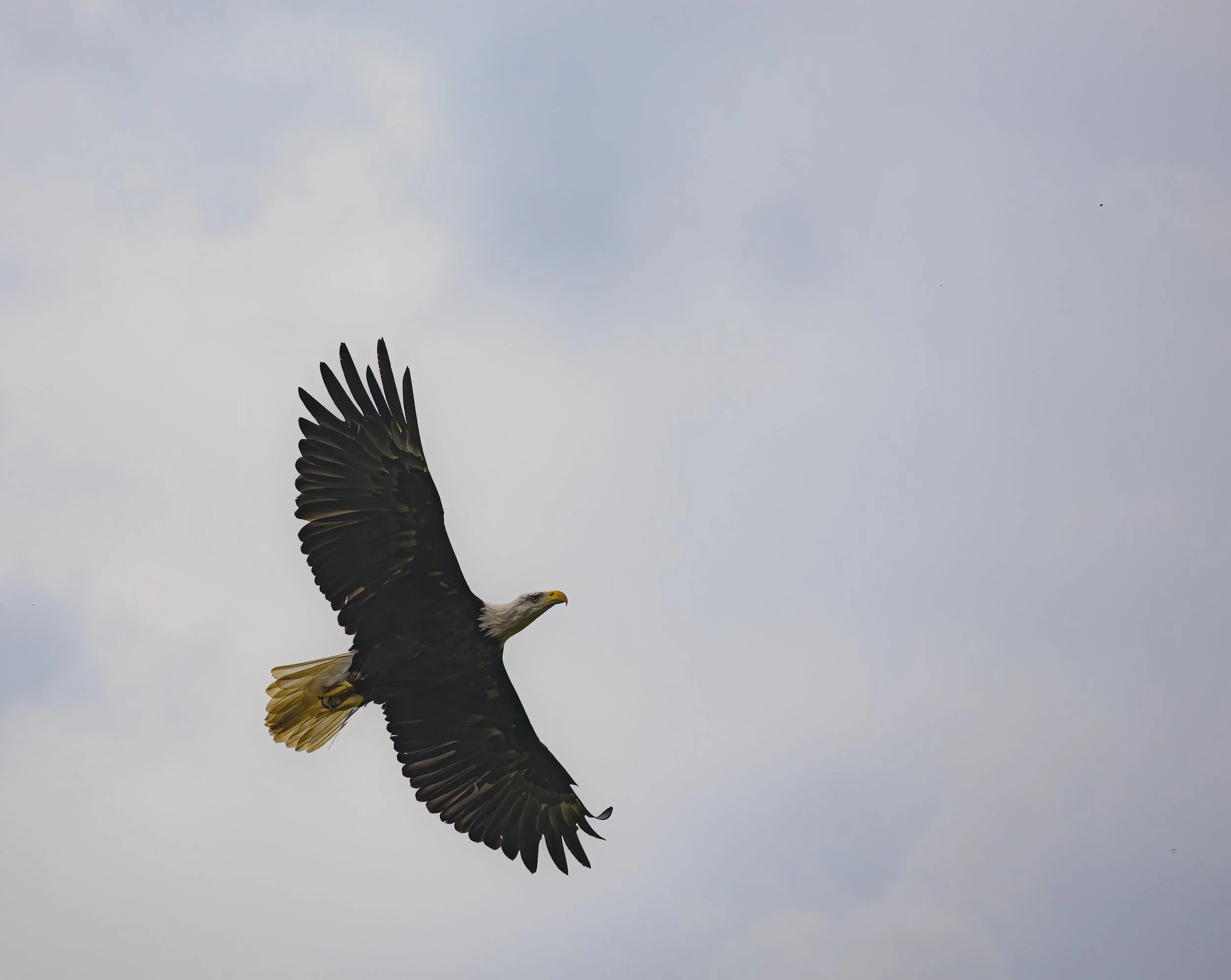 Bald Eagle in flight #2