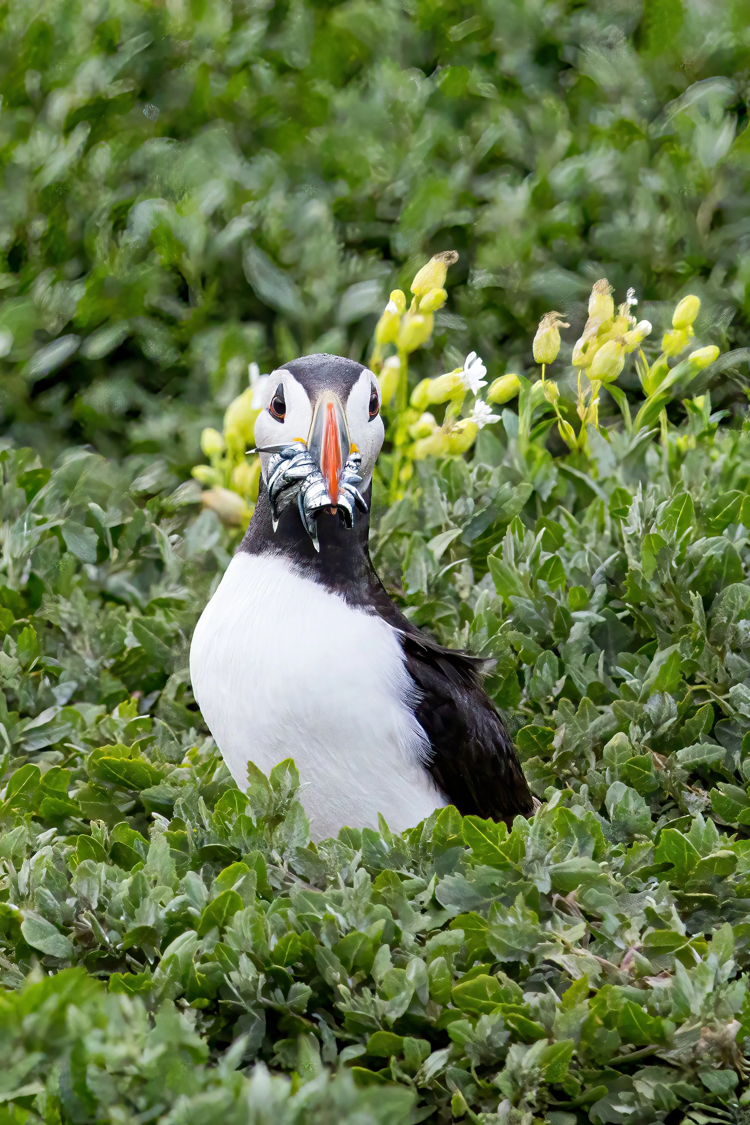 Puffin entering burrow (Farne Islands 2025)